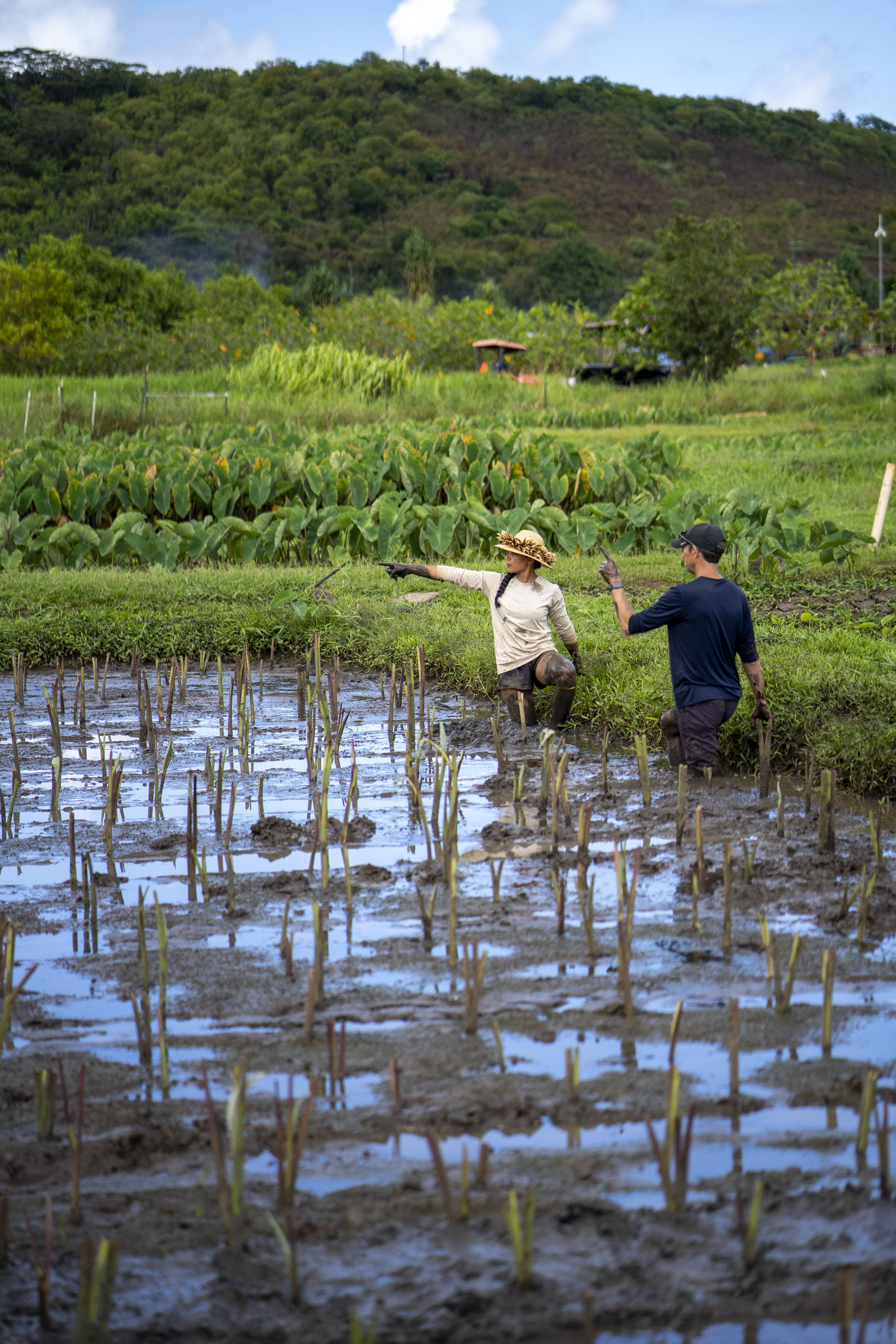Kako’o Oiwi employees working in a lo’i.