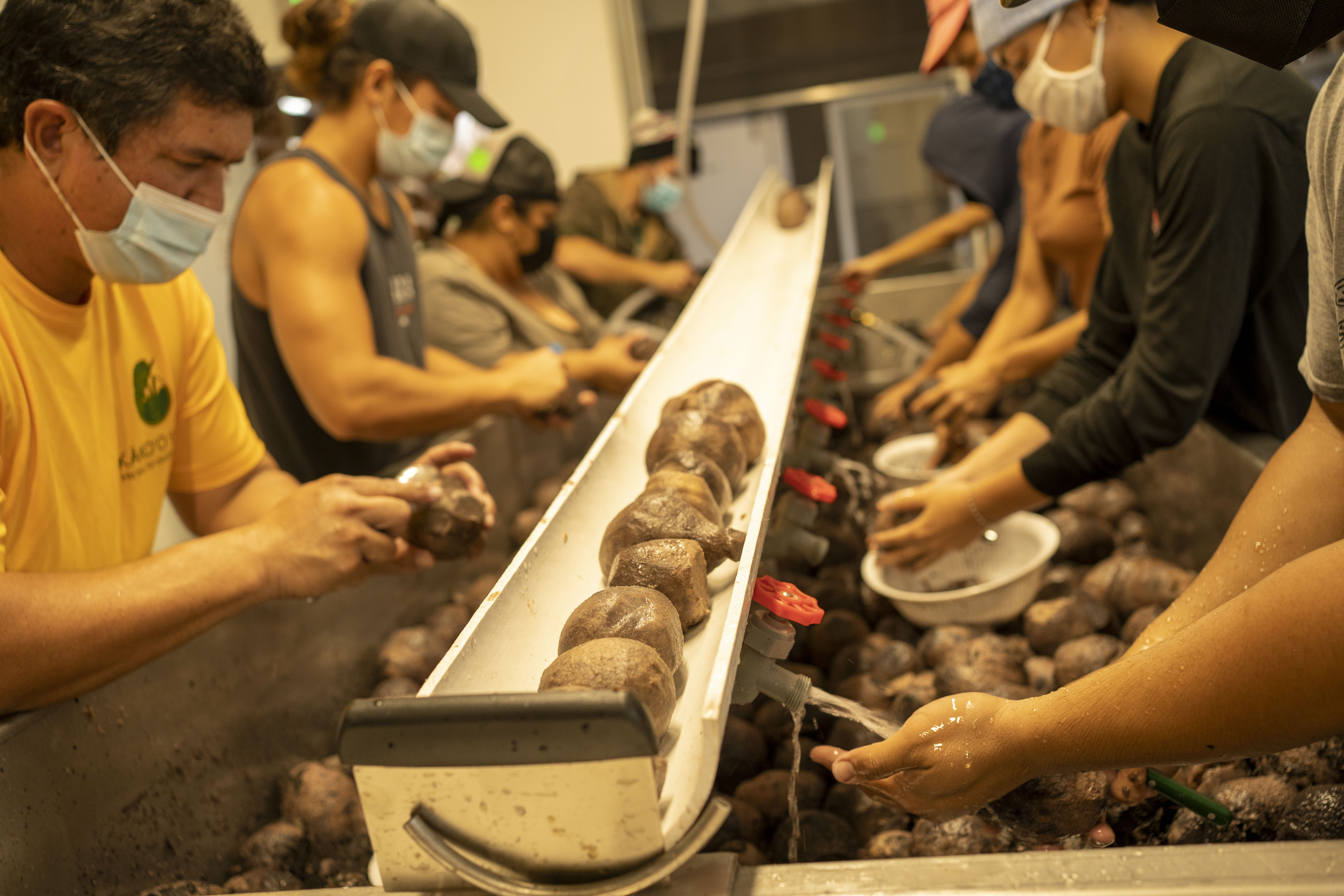 Farm staff wash taro on a conveyor belt.