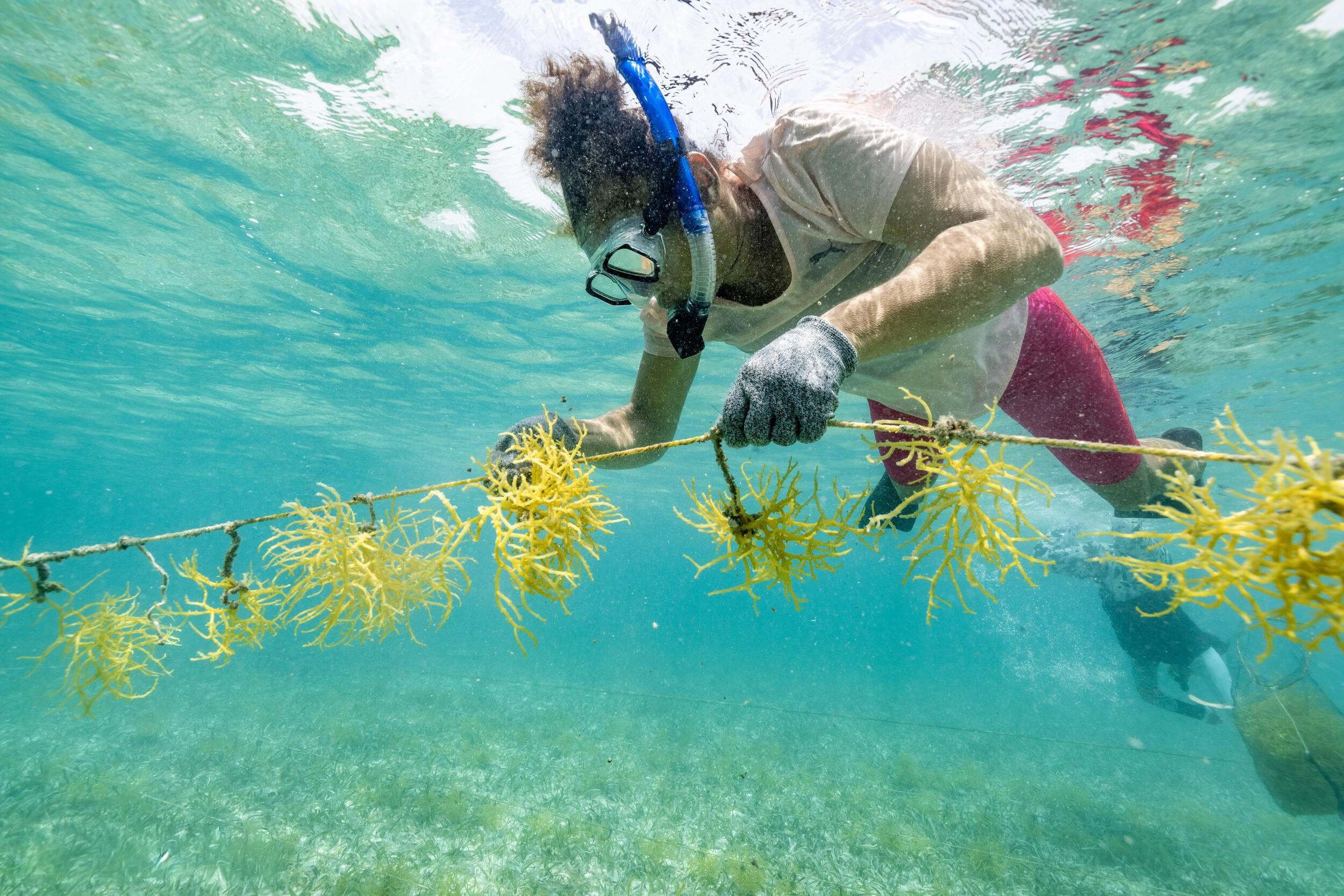 Sustainable Seaweed Farming.