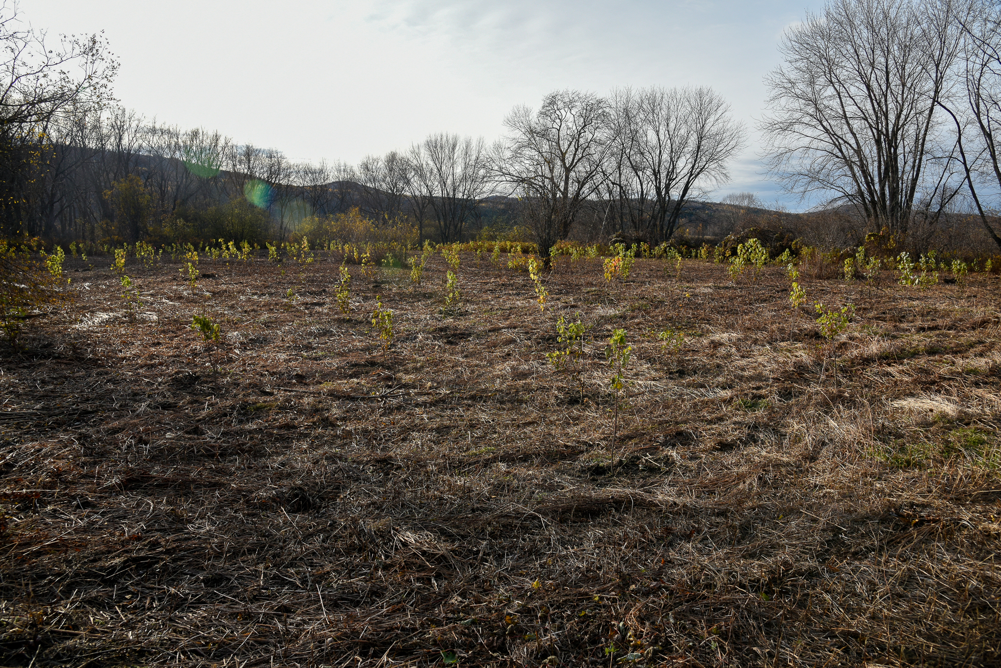 Looking out over a hayed field where many young tree saplings have been planted. The few mature trees around do not have leaves on them.