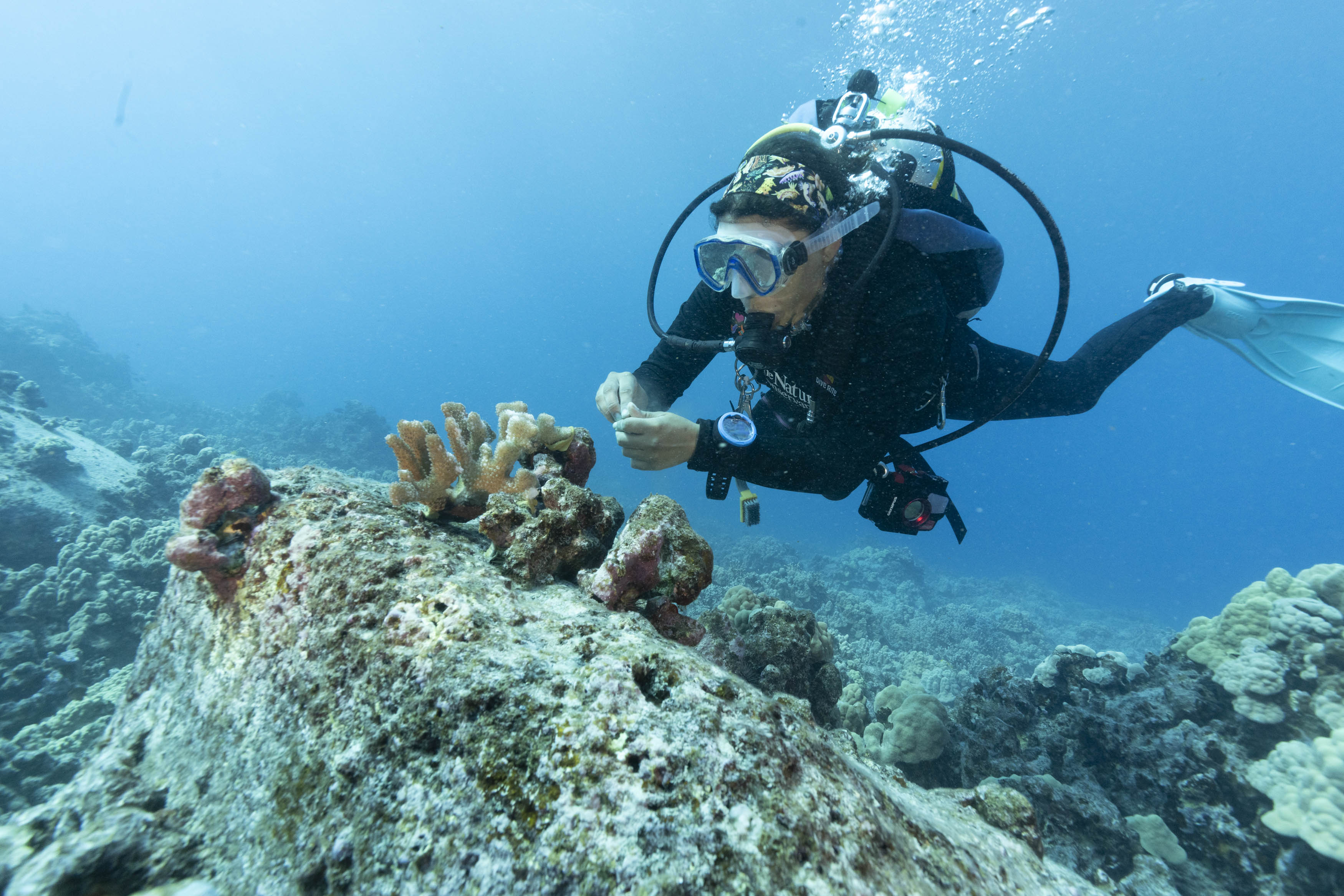 Underwater view of a diver reattaching coral to a reef.