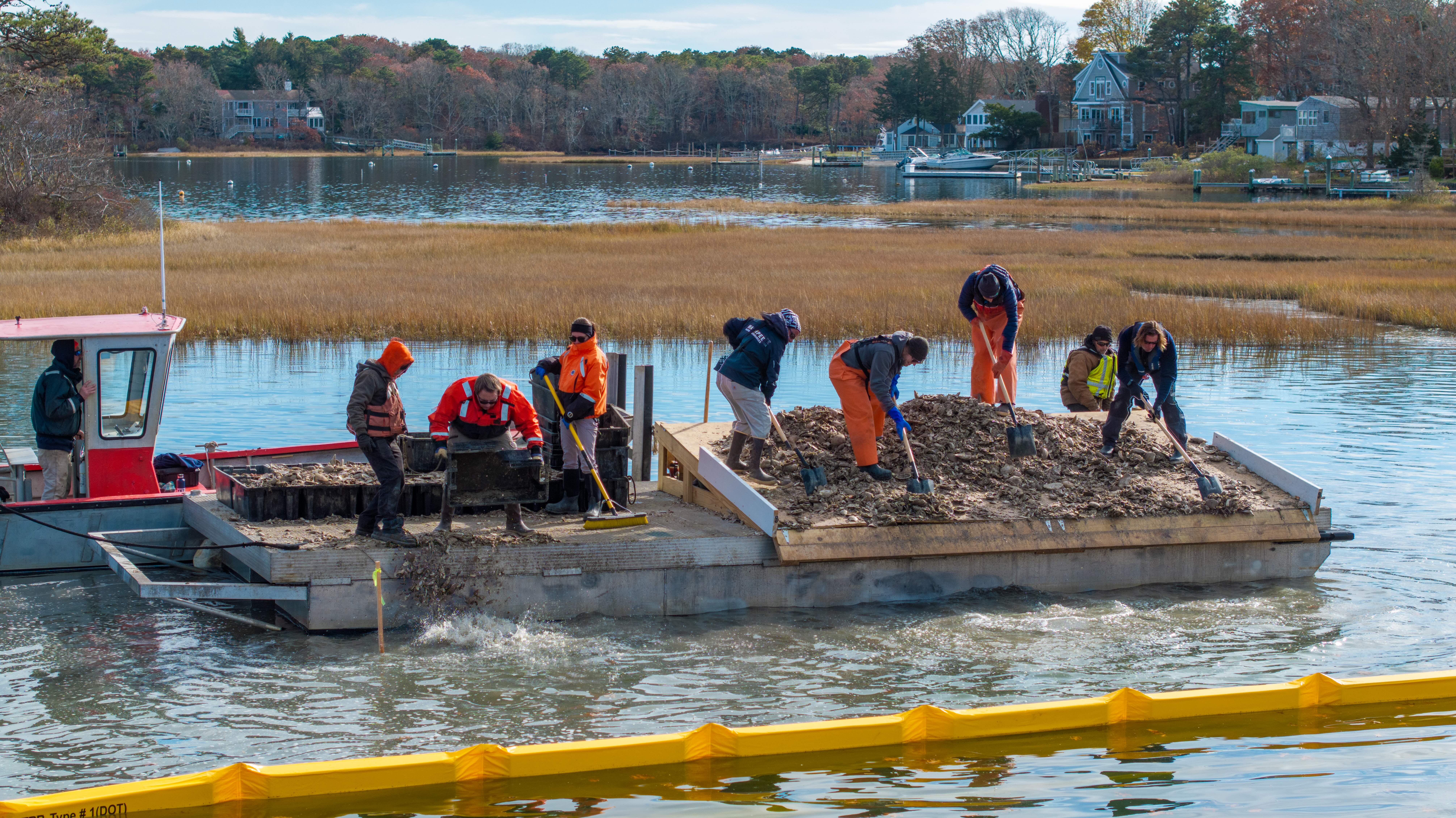 Crew members stand on a boat in a pond and shovel surf clam shell into the pond. 