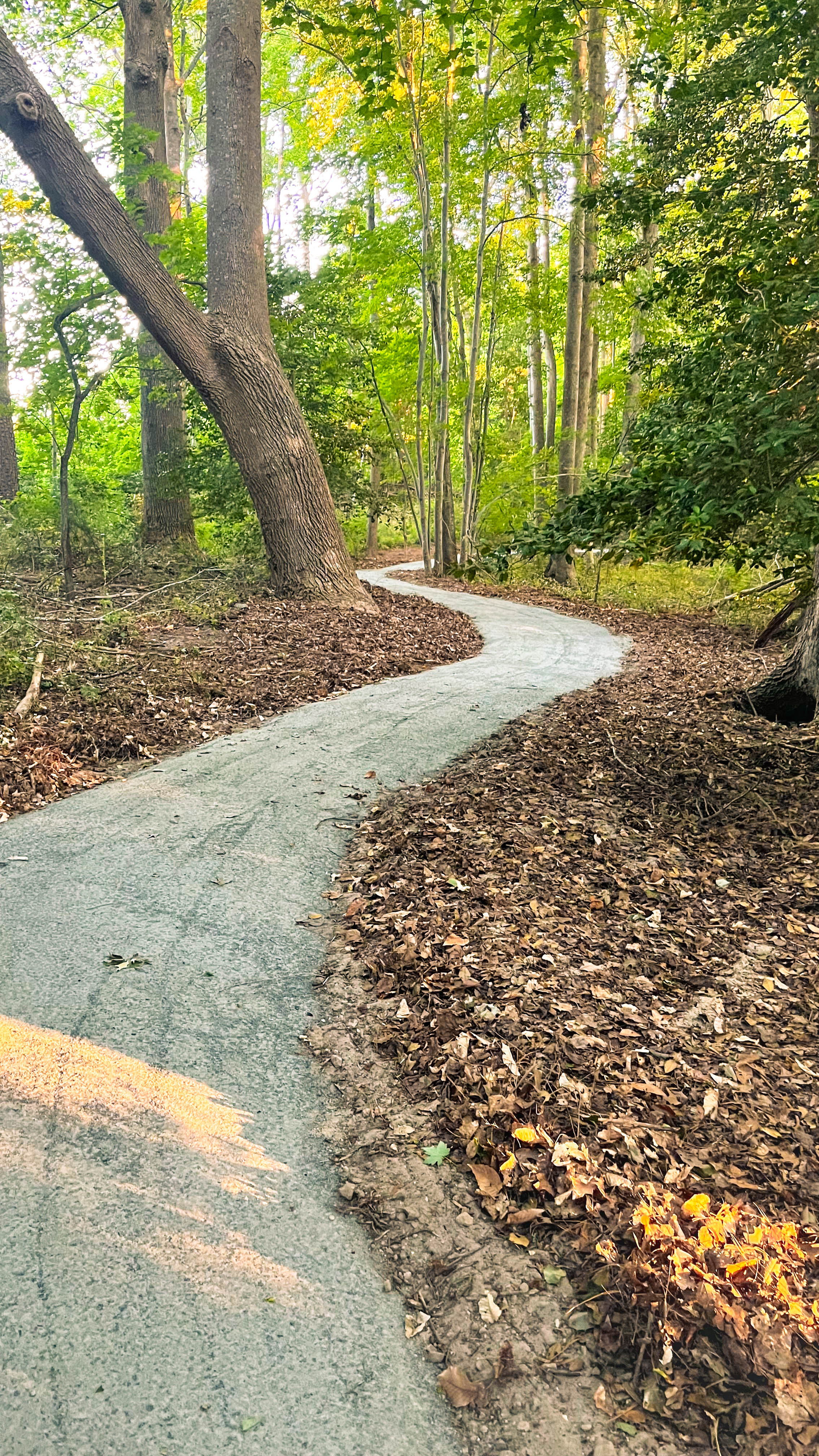 A packed gravel universal access trail at McCabe Preserve winds through the forest.