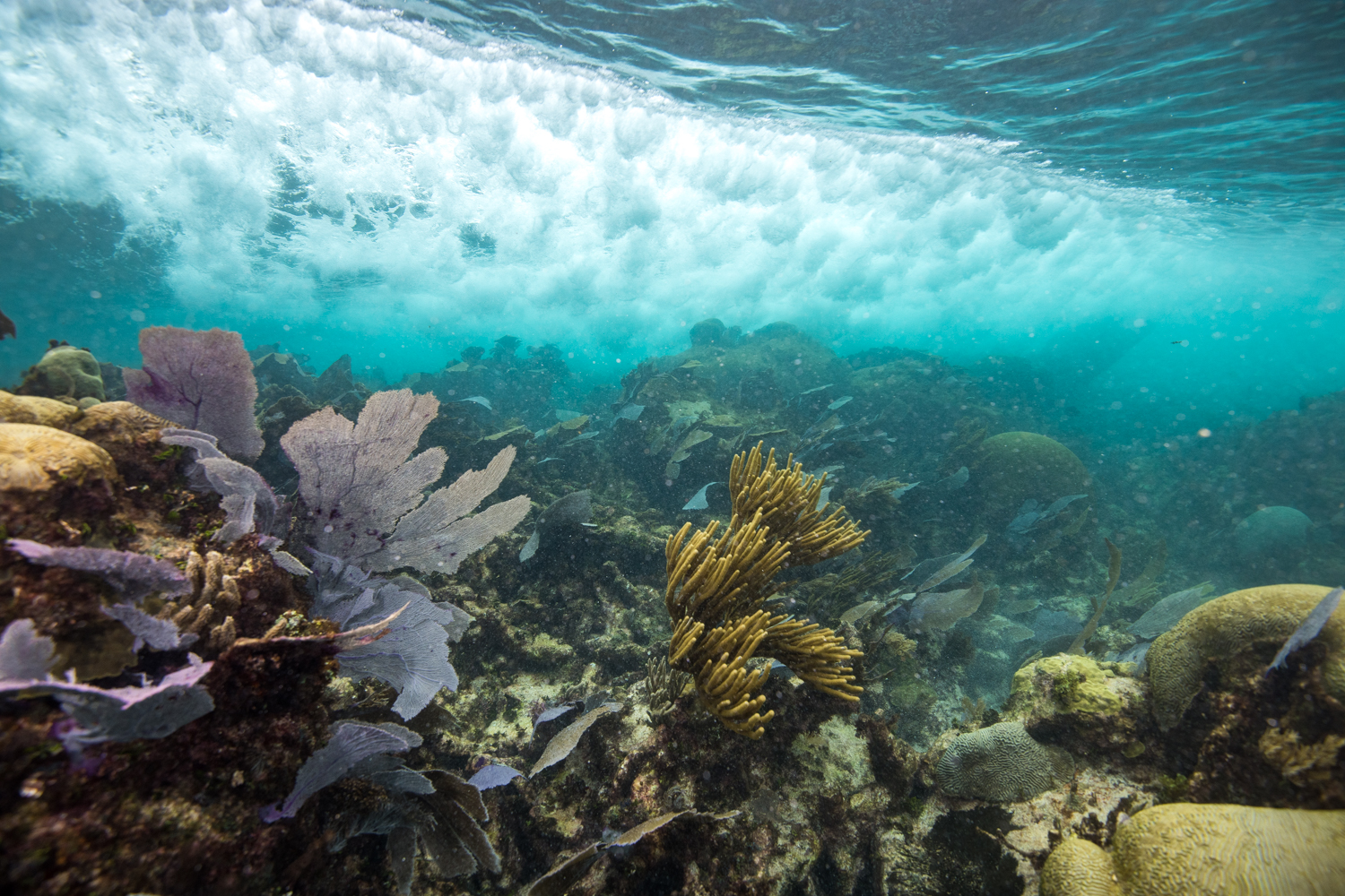 Underwater photo of waves flowing over a coral reef.