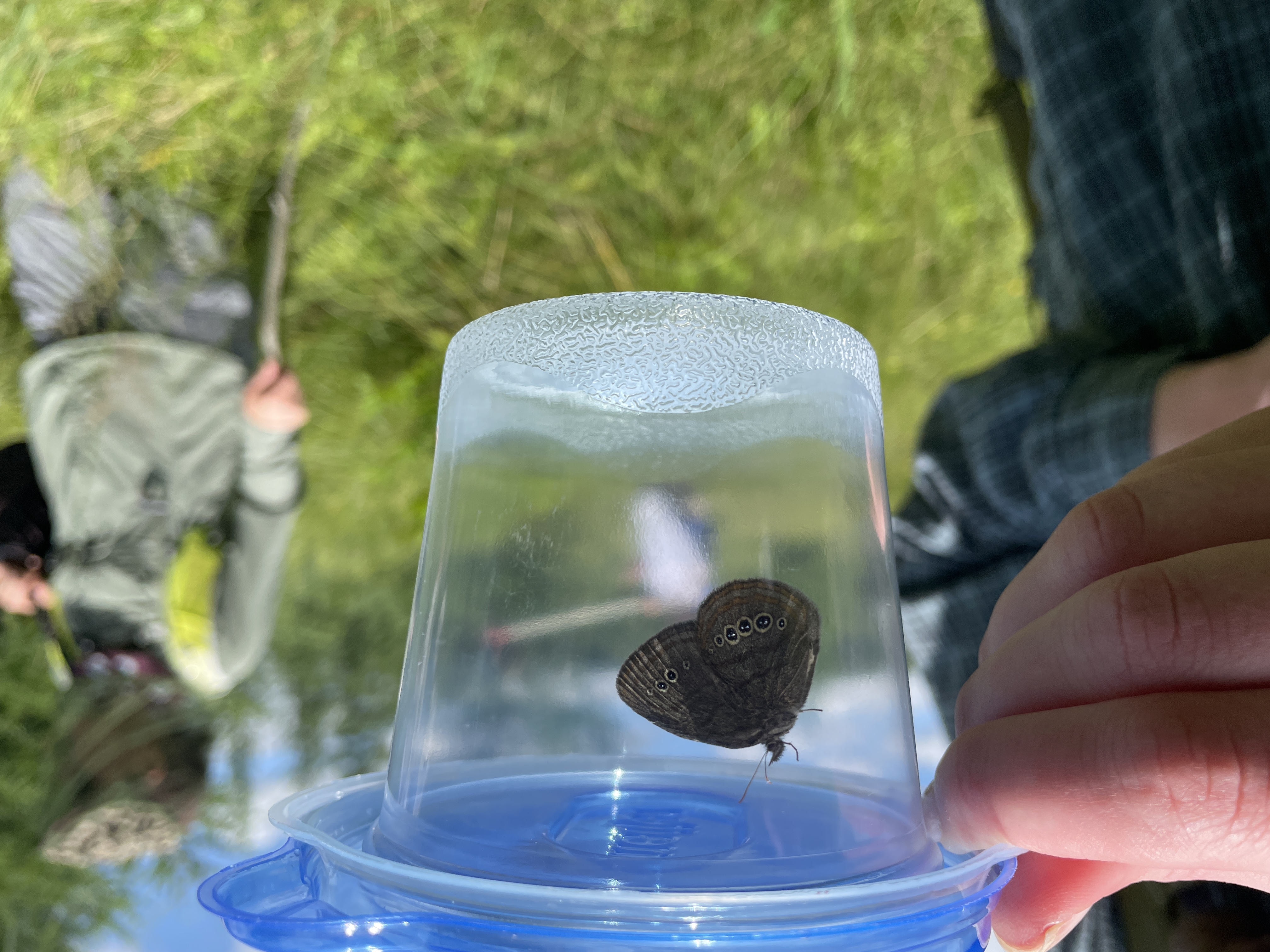 A Mitchell's satyr butterfly in a plastic container. 