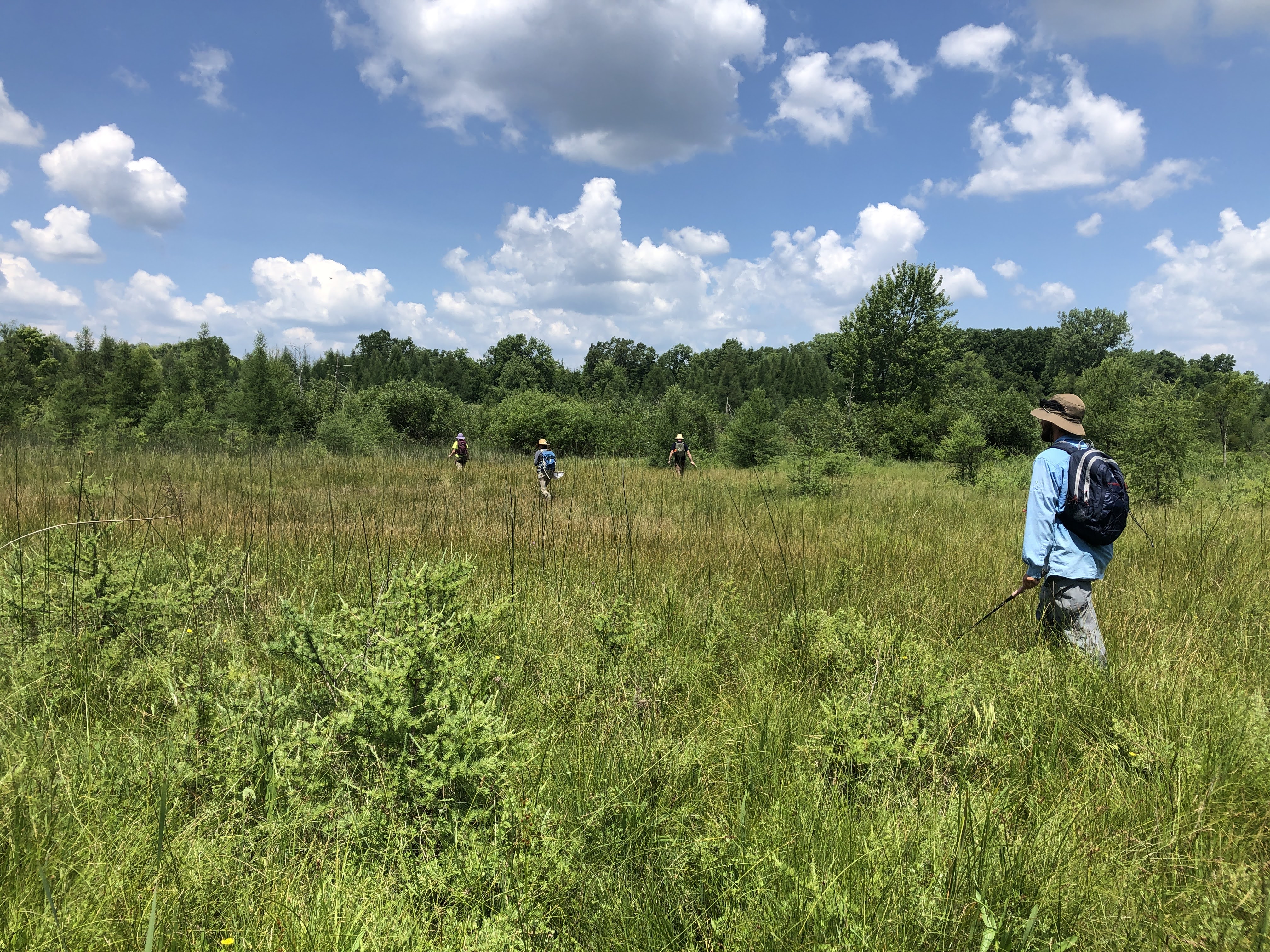 Four people walk through a prairie fen habitat. 