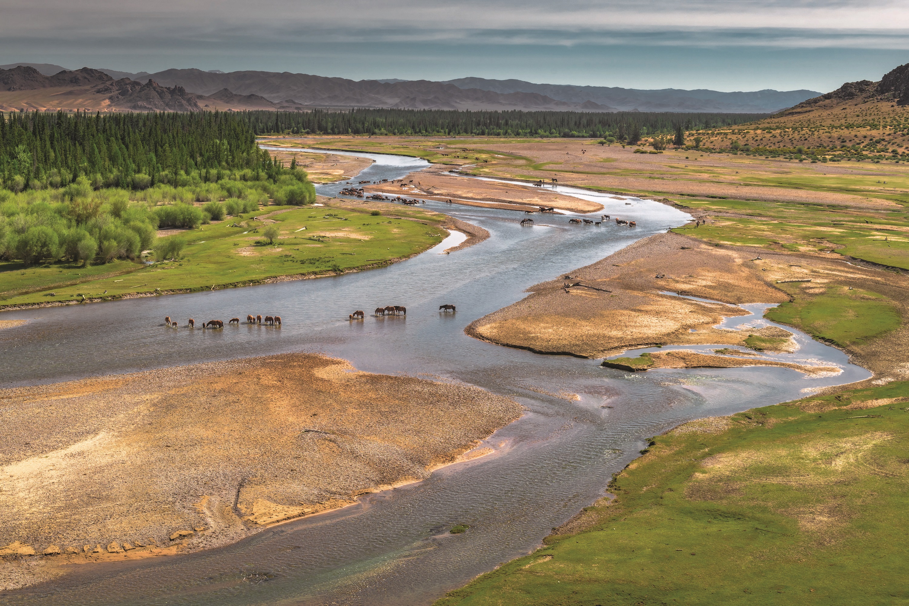 Sprawling river and wildlife in Mongolia. 