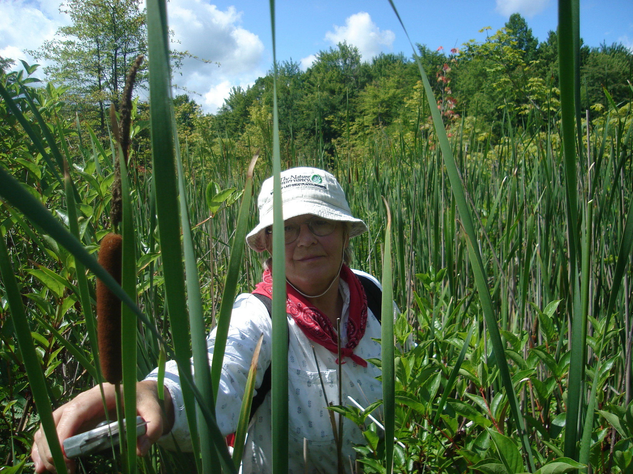 Woman surrounded by invasive cattails in wetland habitat. 