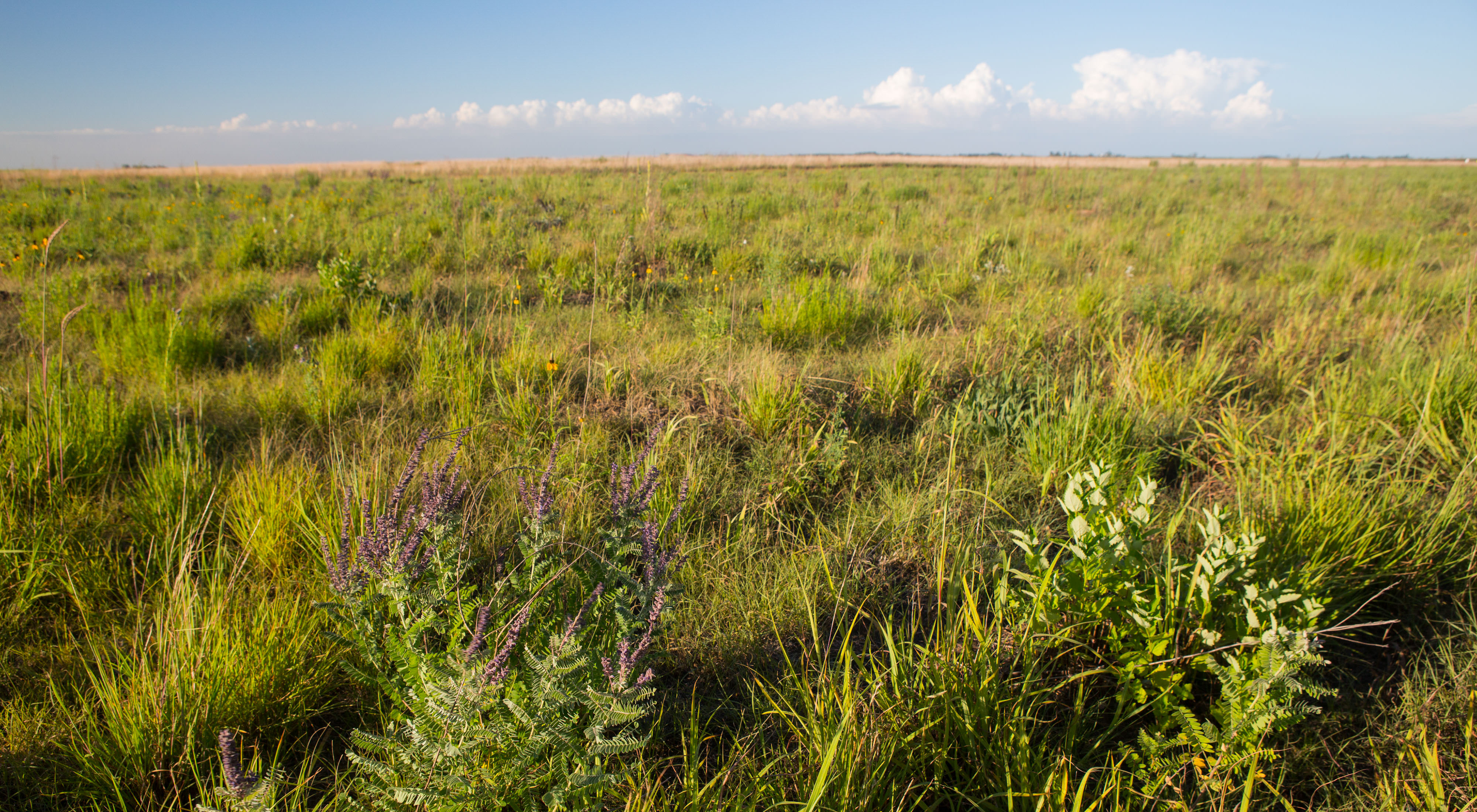 View of a prairie.