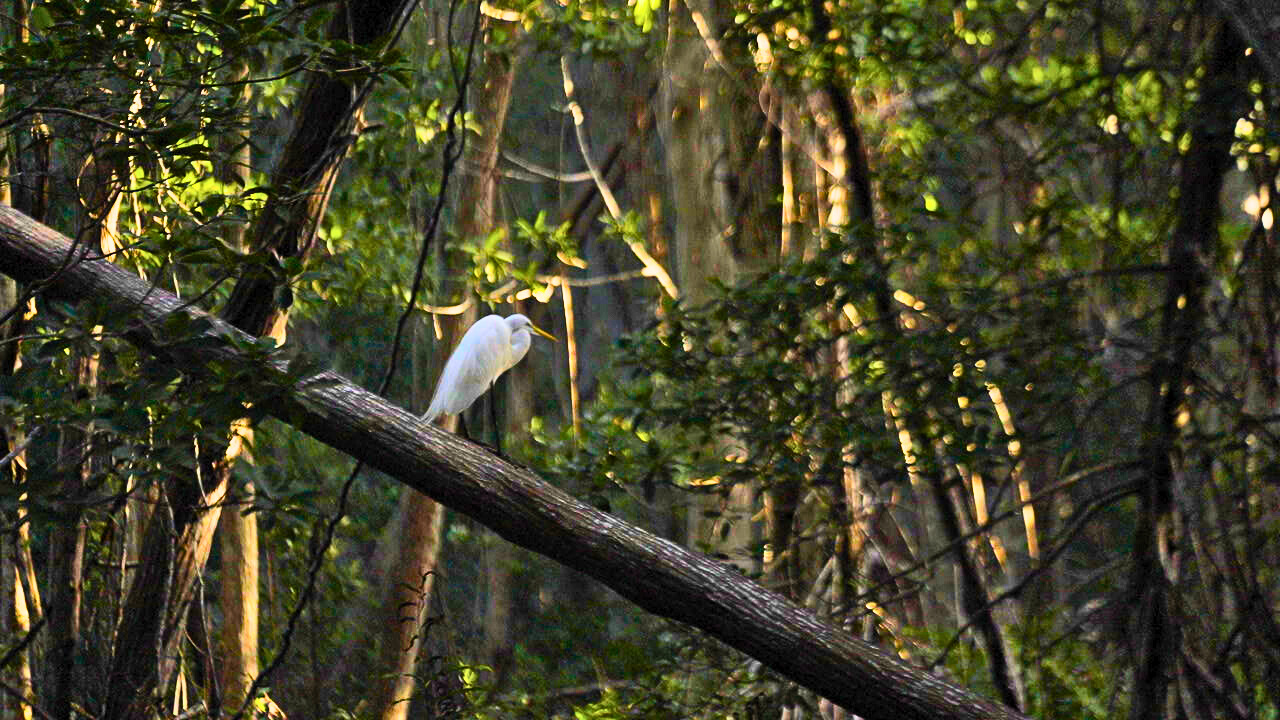 Garza en un árbol en la Selva Maya. 