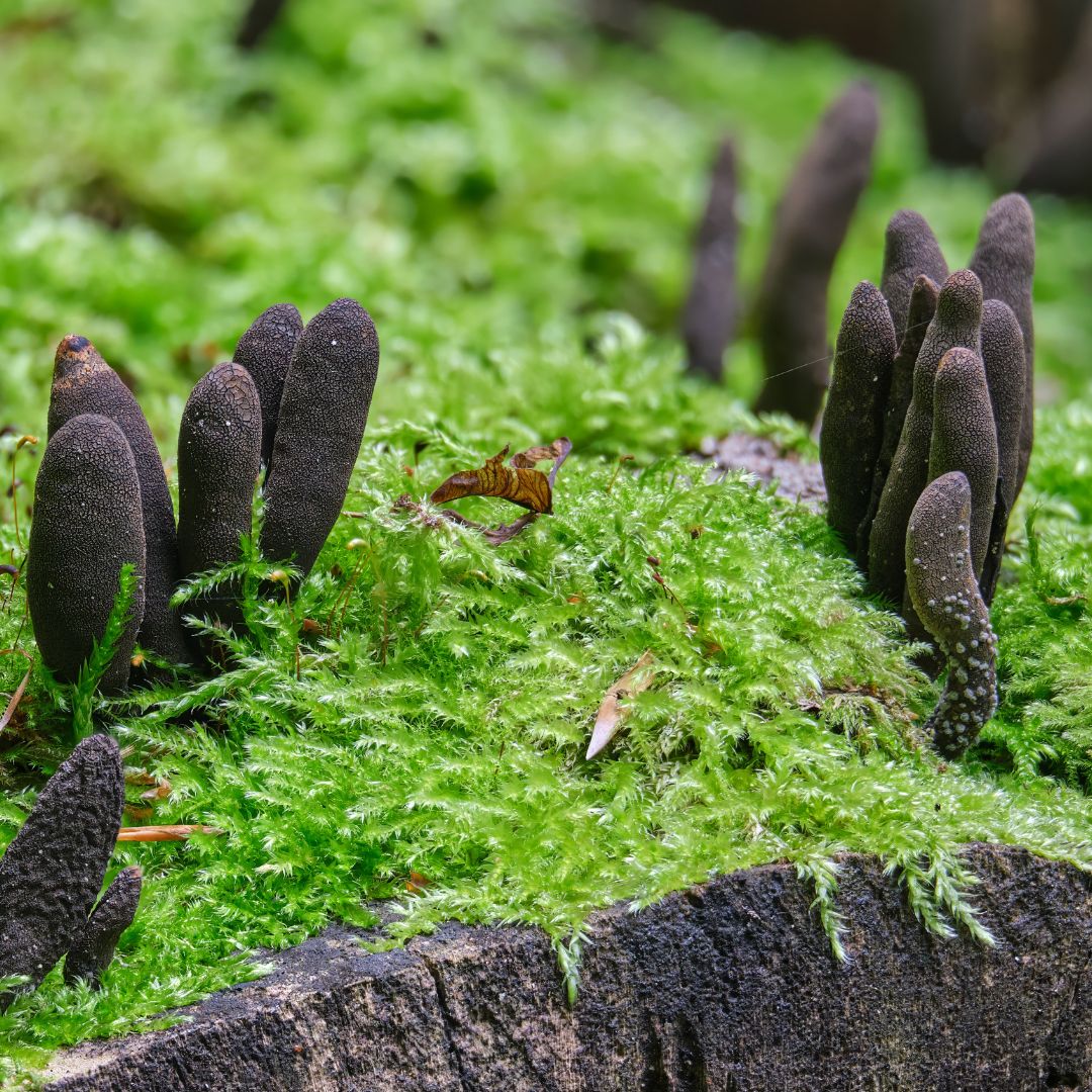 Club-shaped dark fungi growing out of a lush forest floor.