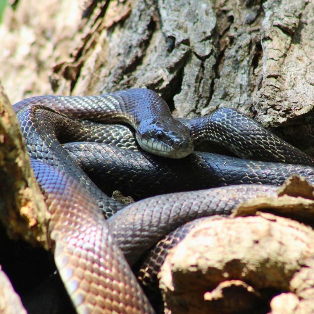 A grey ratsnake coiled and sunning itself in the crook of a tree. 