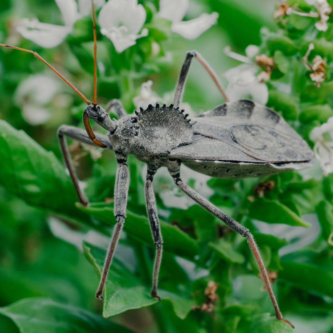 A North American wheel bug on a plant.