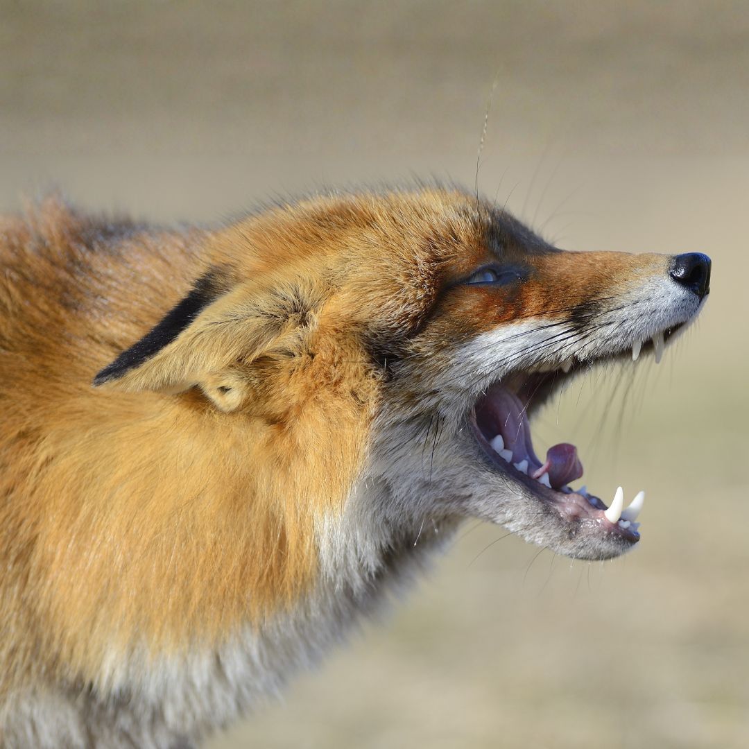 A red fox with its ears held back and its mouth open, vocalizing. 