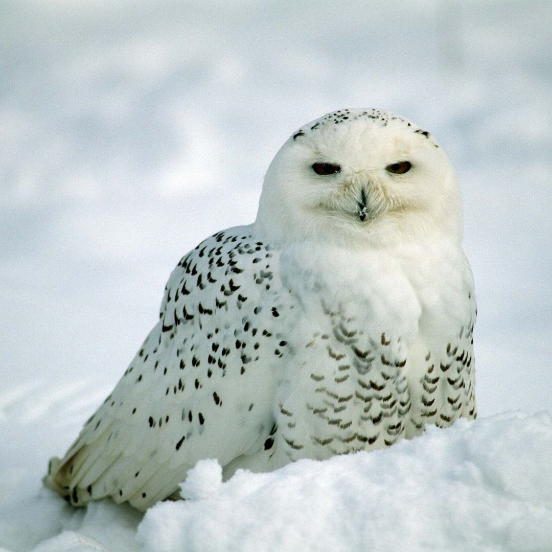 A snowy owl sits in the snow. 