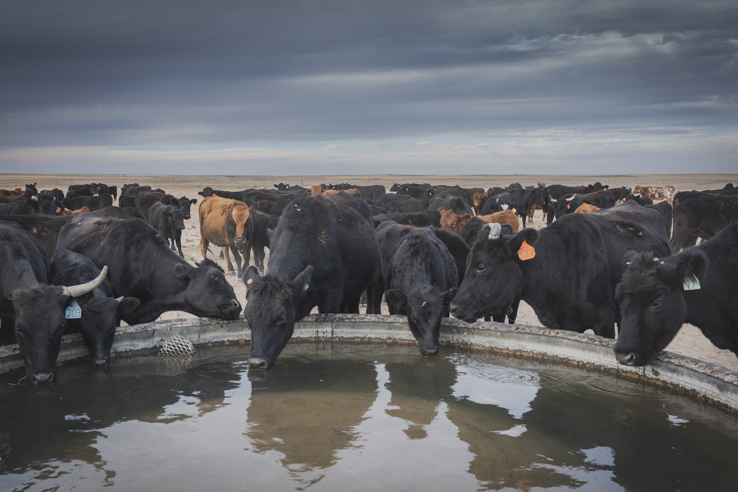 Cows drink from a round water trough.