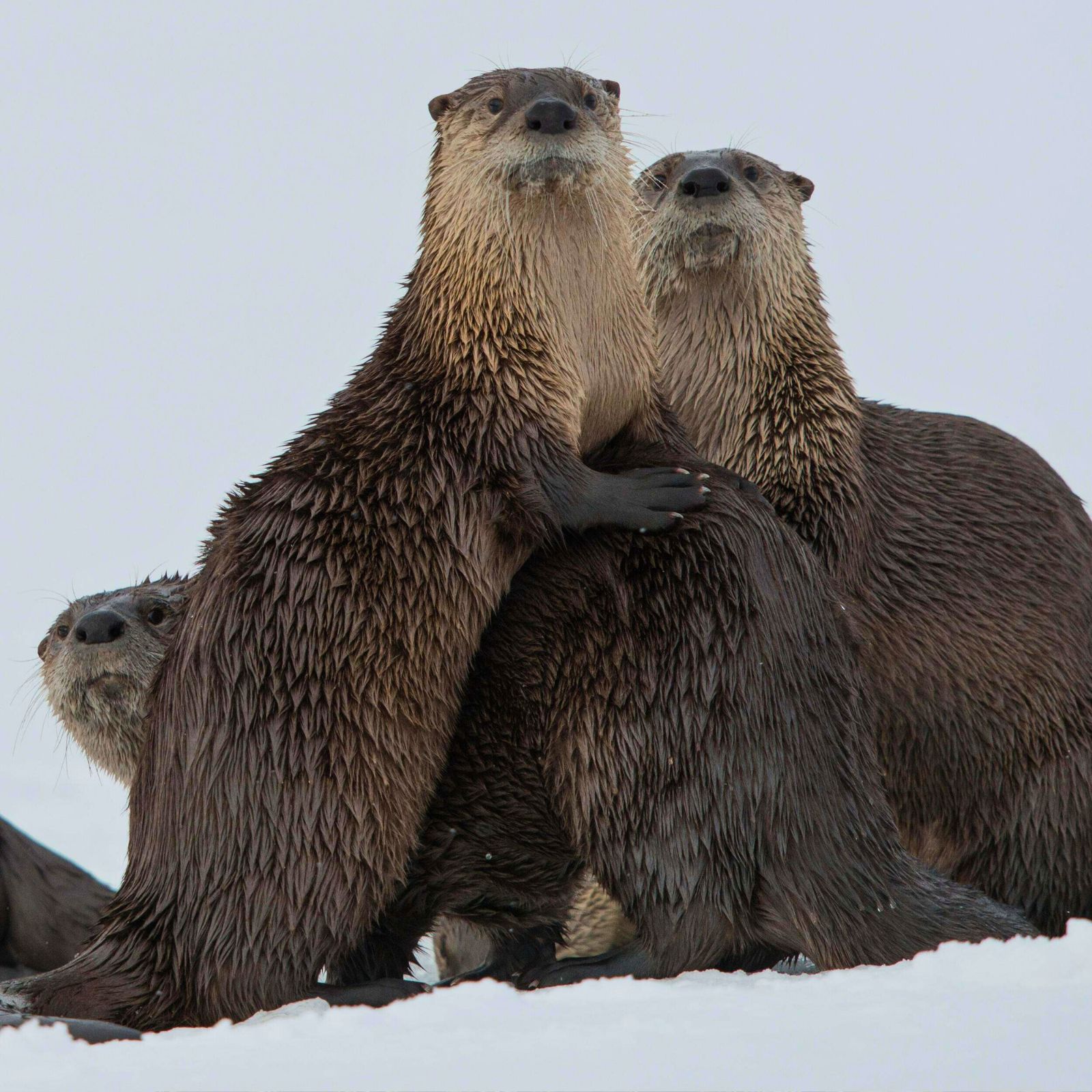 Two North American river otteres stand on their hindlegs with their front paws on the back of a third otter in the snow. 