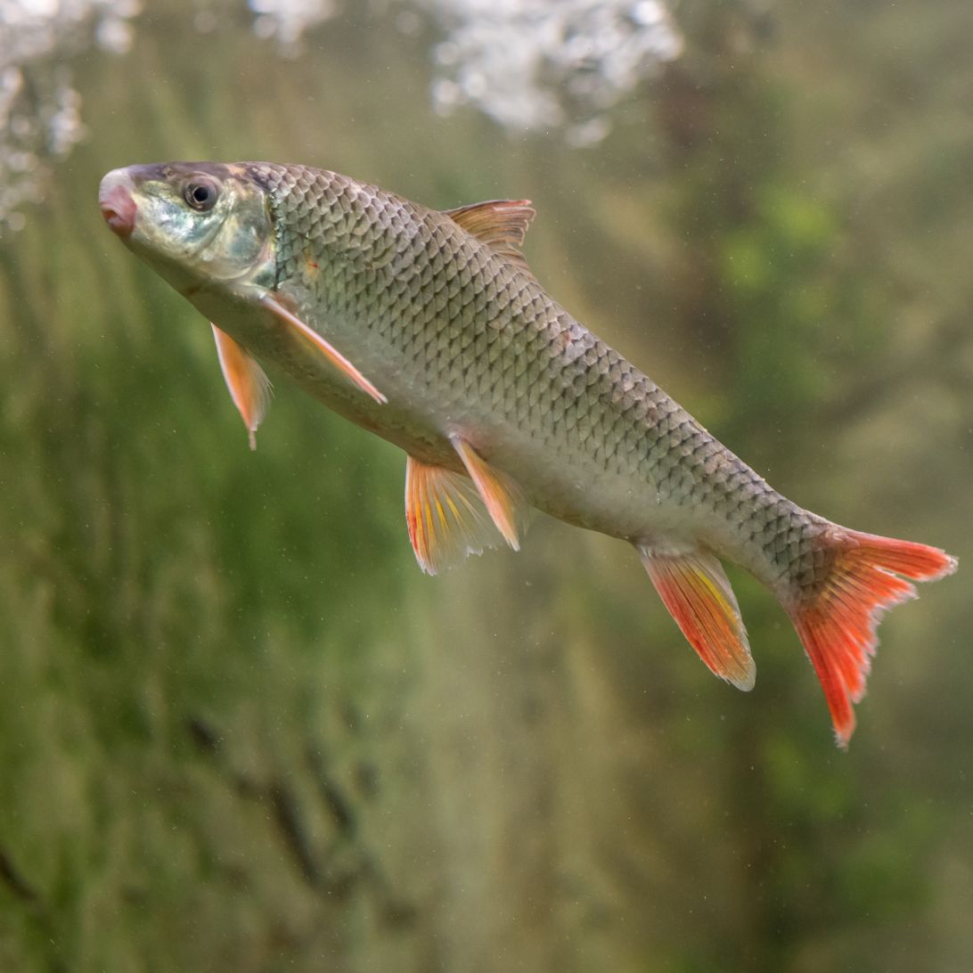 A silver fish with red fins and a downturned mouth floating in clear water. 