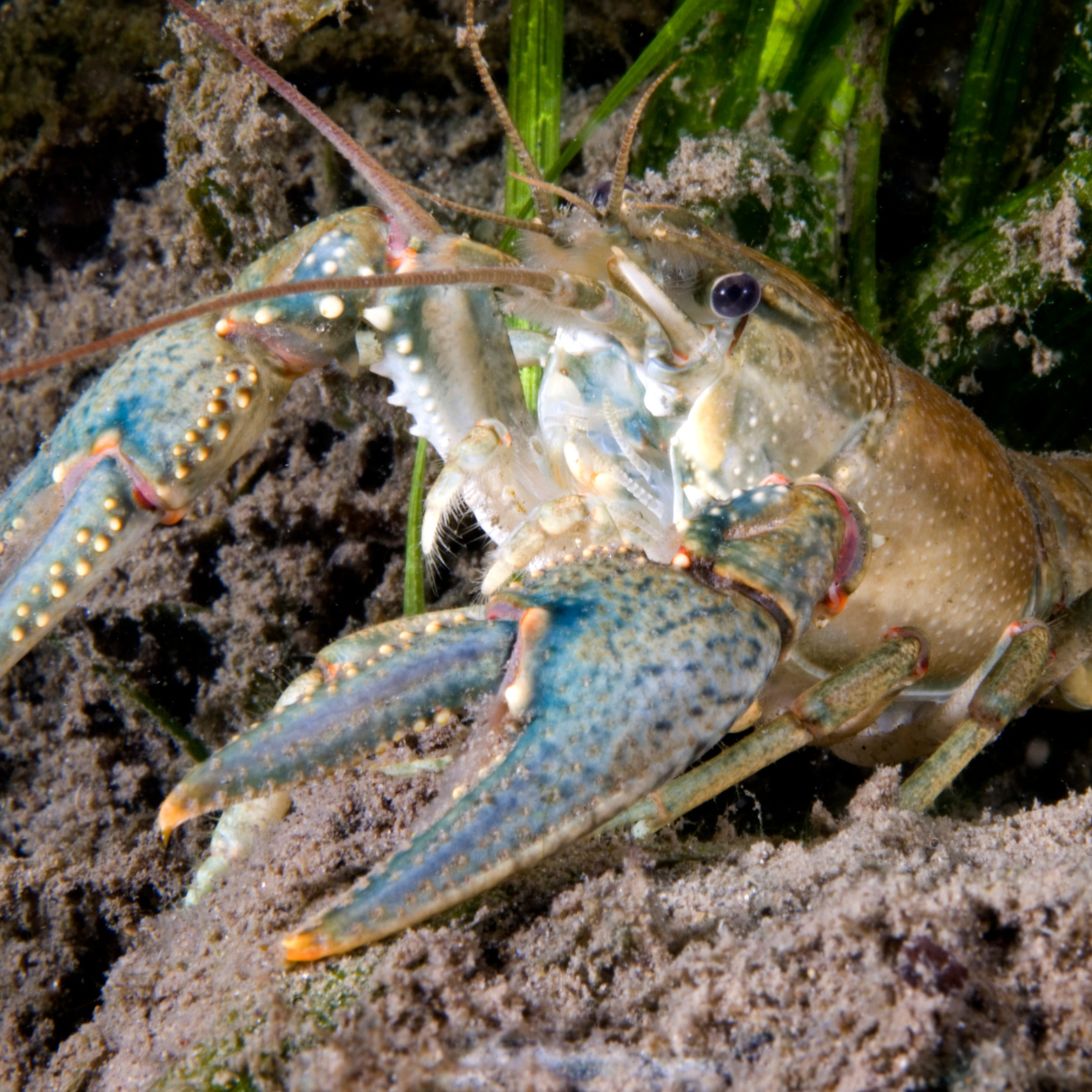 A close up of a virile crayfish underwater.