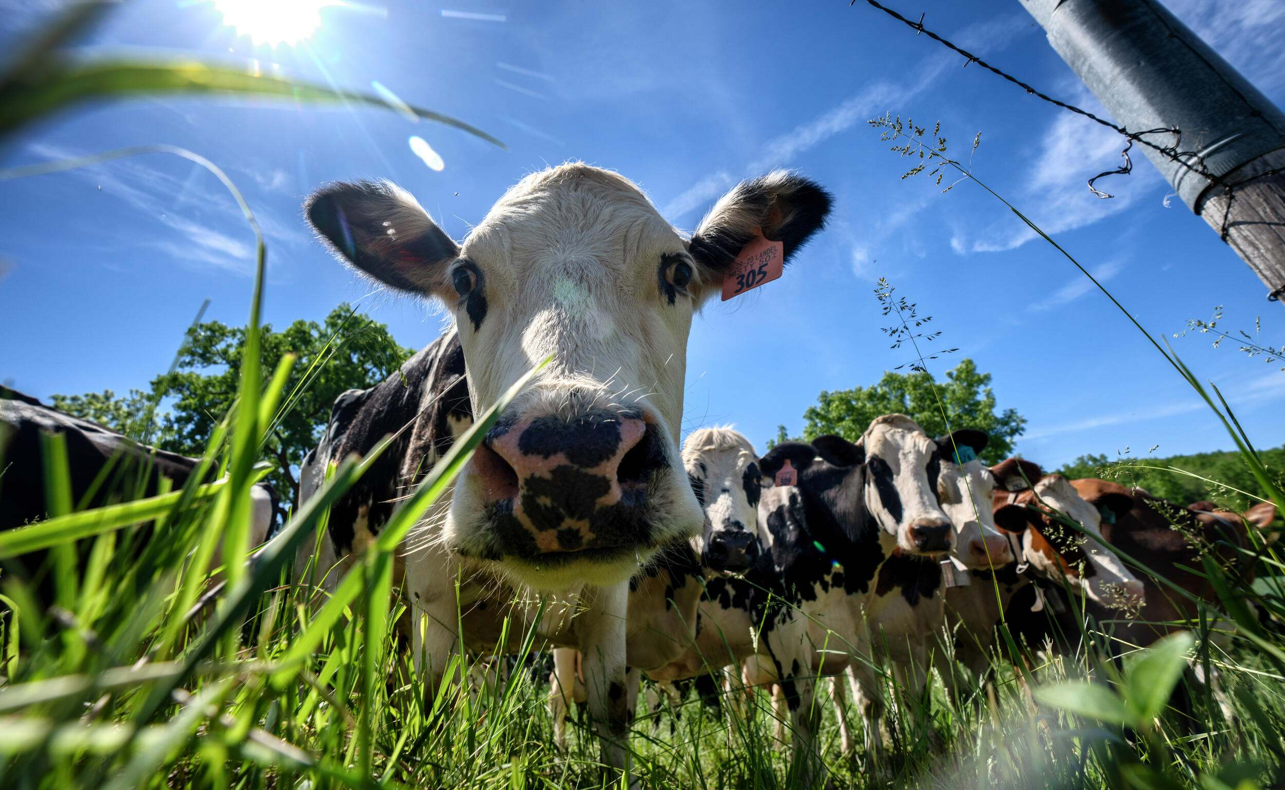 A cow staring directly into a camera on the ground, which is using a fisheye perspective. 
