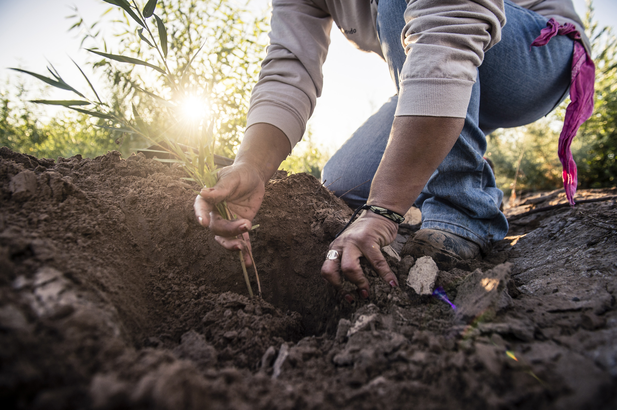 A person planting seeds in dirt. 