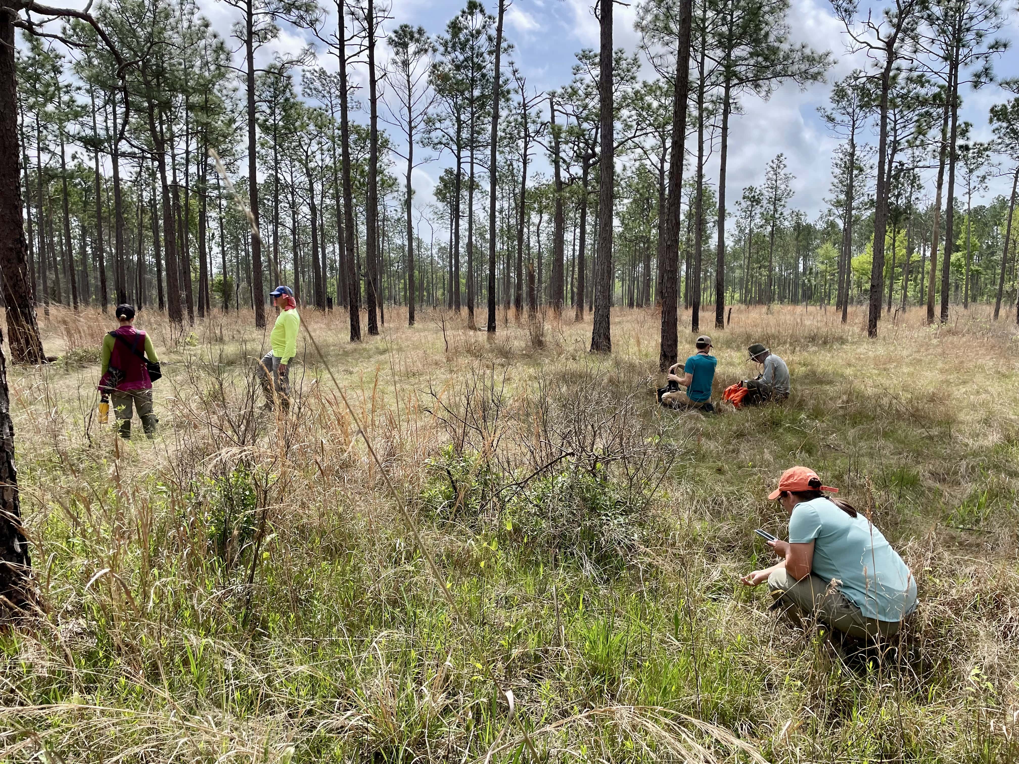 Five people scatter to explore an open forested landscape.