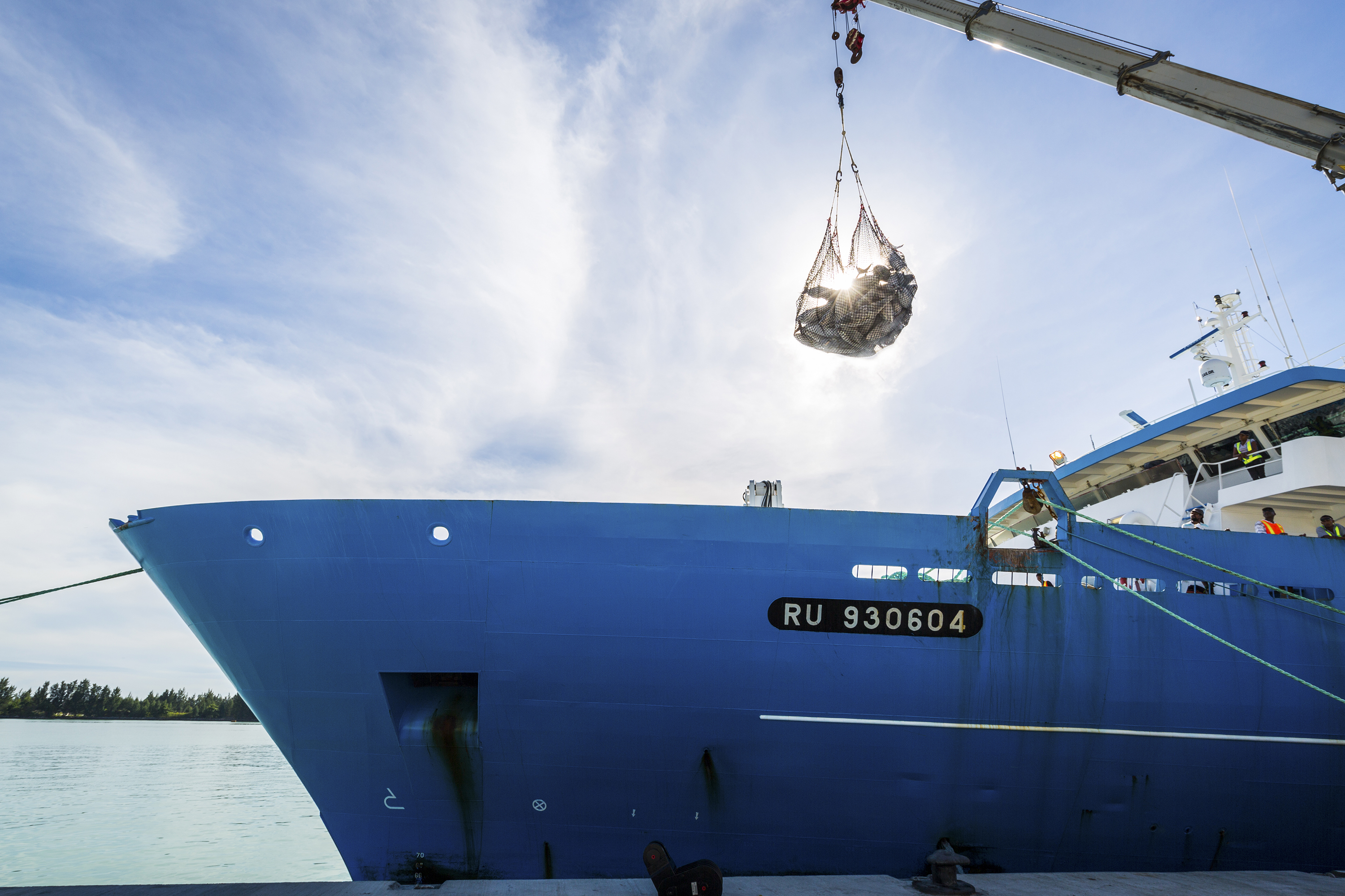 Frozen yellowfin tuna in net being unloaded from ship.