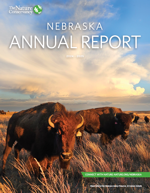 On the cover - bison roam the prairie on a blue sky day