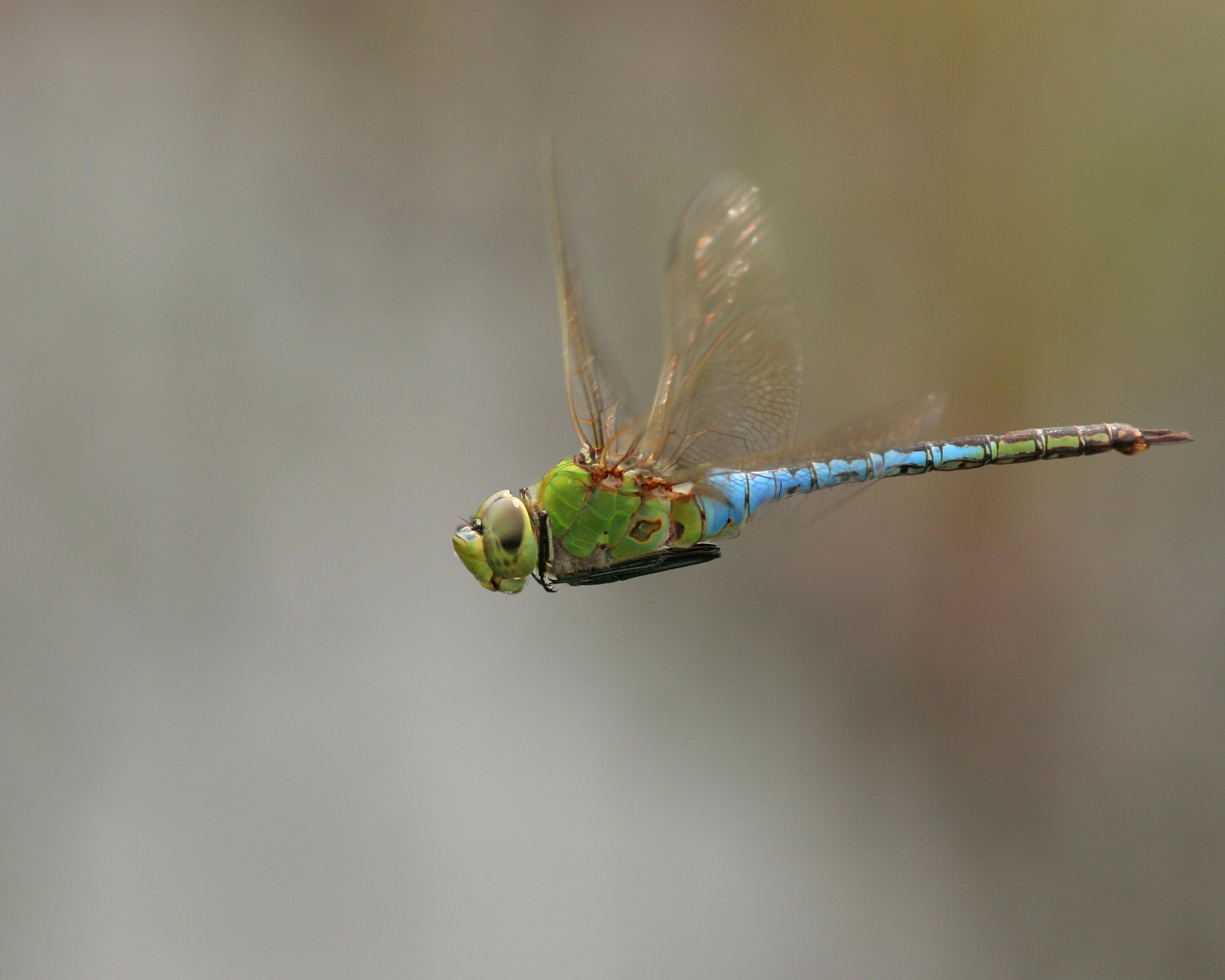 A green darner dragonfly in flight.