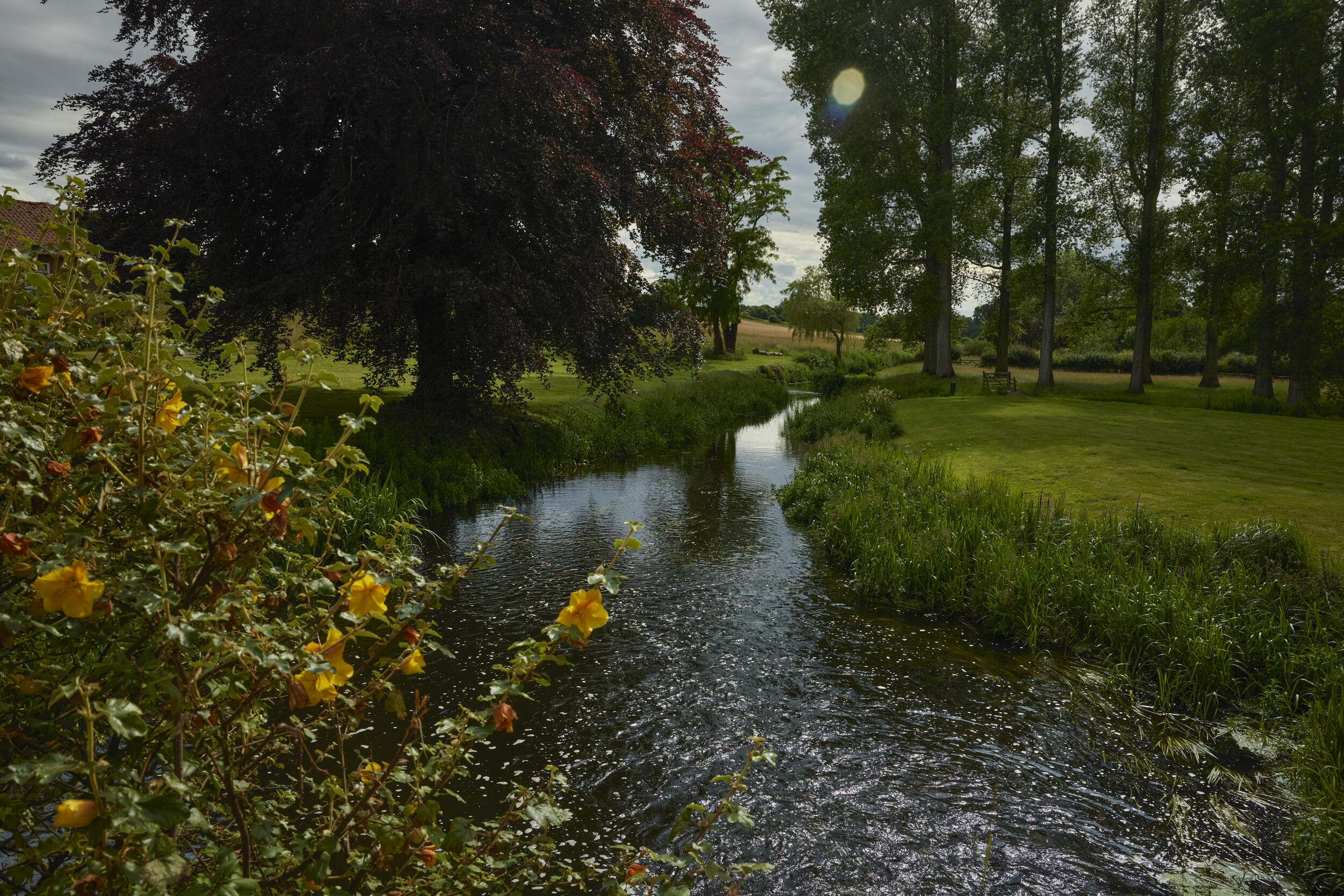 A sparkling river winds through a grassy field with trees in the background and yellow flowers in the foreground.