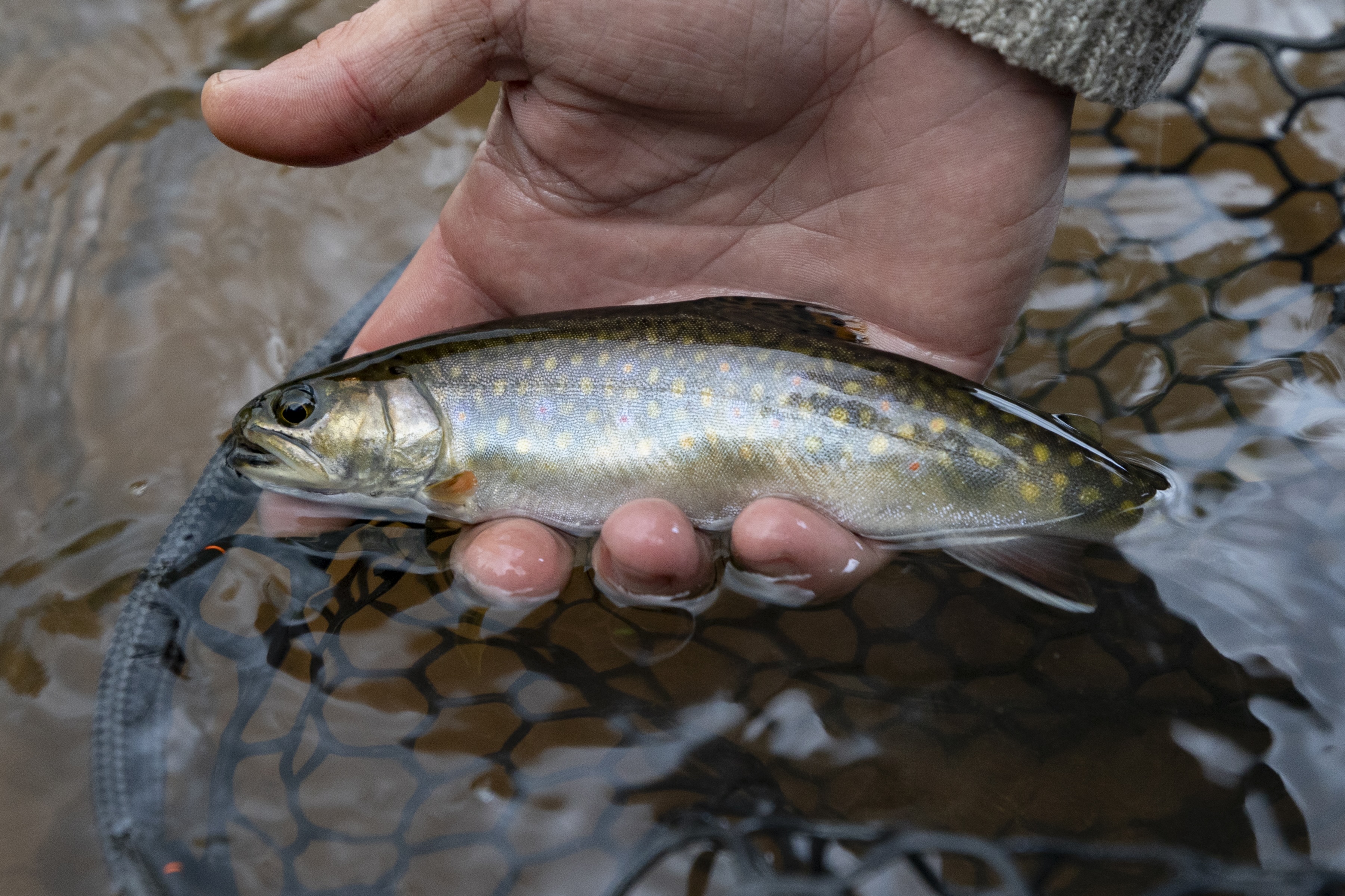 A brook trout held partially out of water in a hand. 