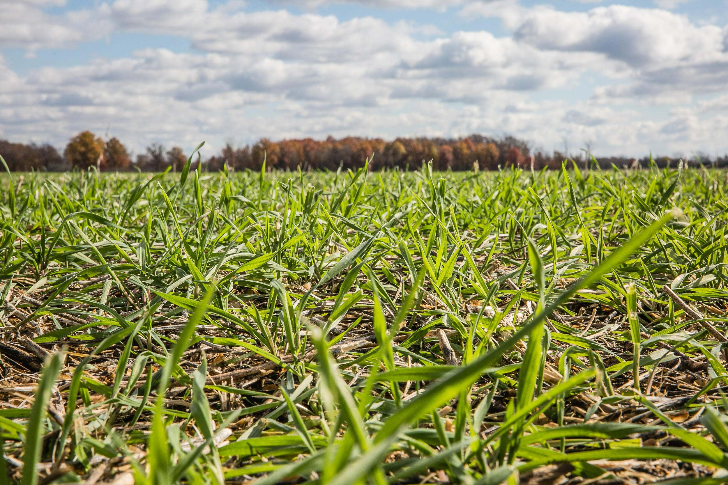 Thick green grasses cover an agricultural field.
