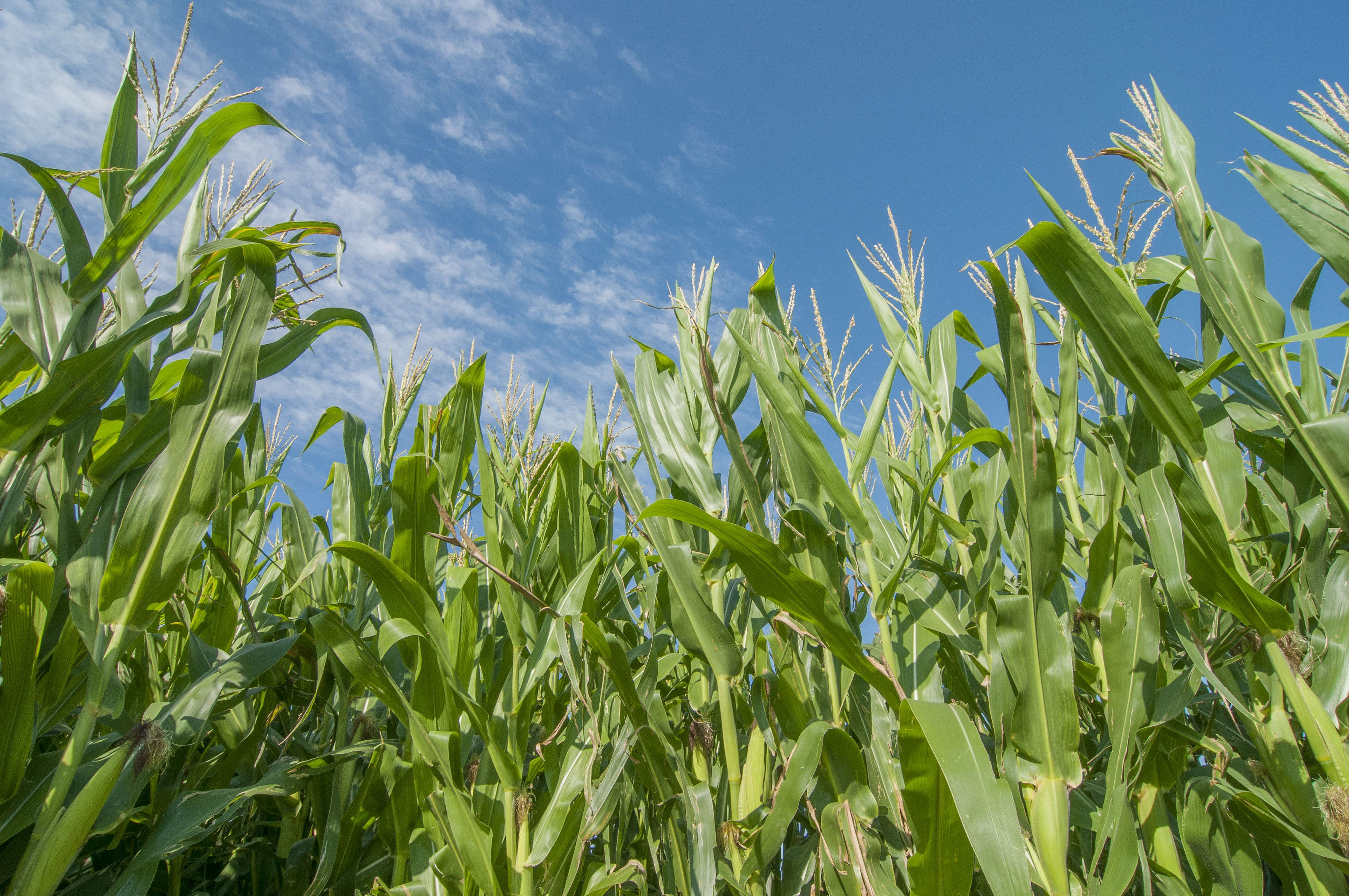 Tall corn against a blue sky viewed from the ground.