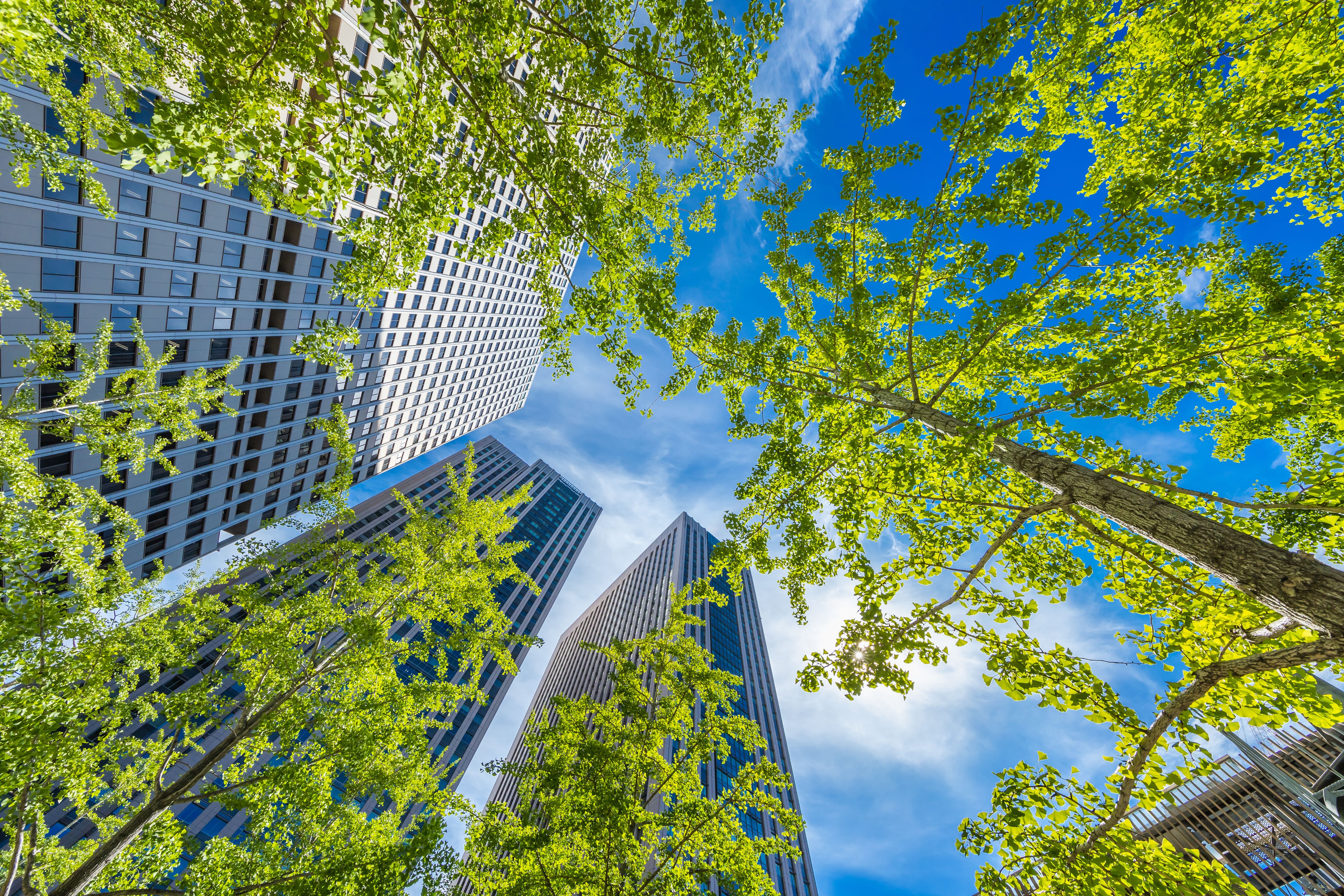 Office buildings reach up towards a blue sky, taller than the trees that grow at the bottom of the buildings.