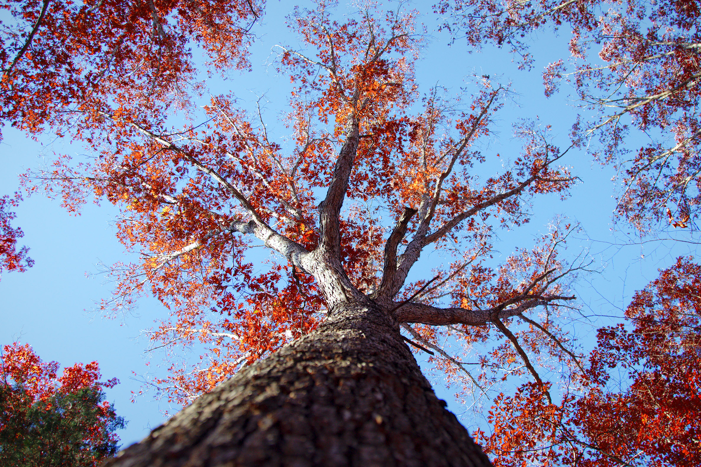 A blue sky is a backdrop for colorful leaves on a tall tree.