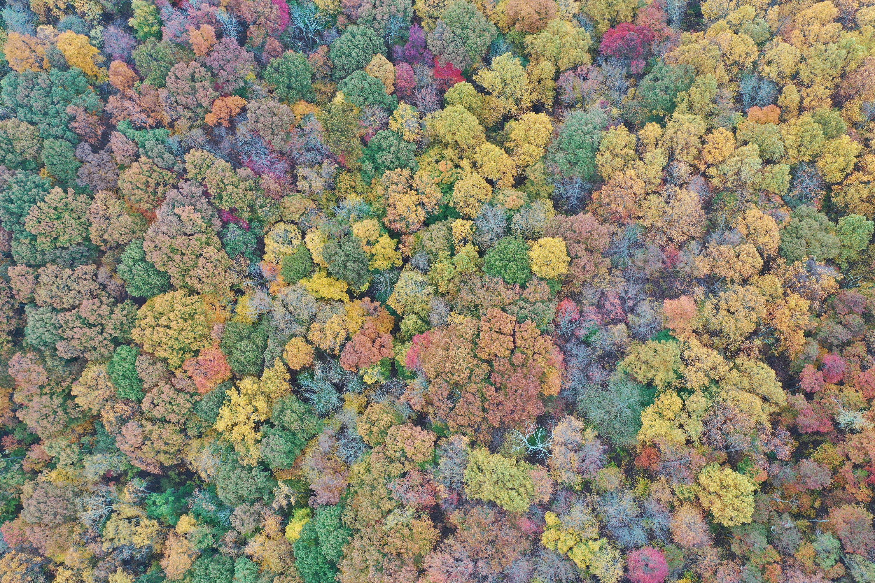 Aerial view, looking down at forest canopy.