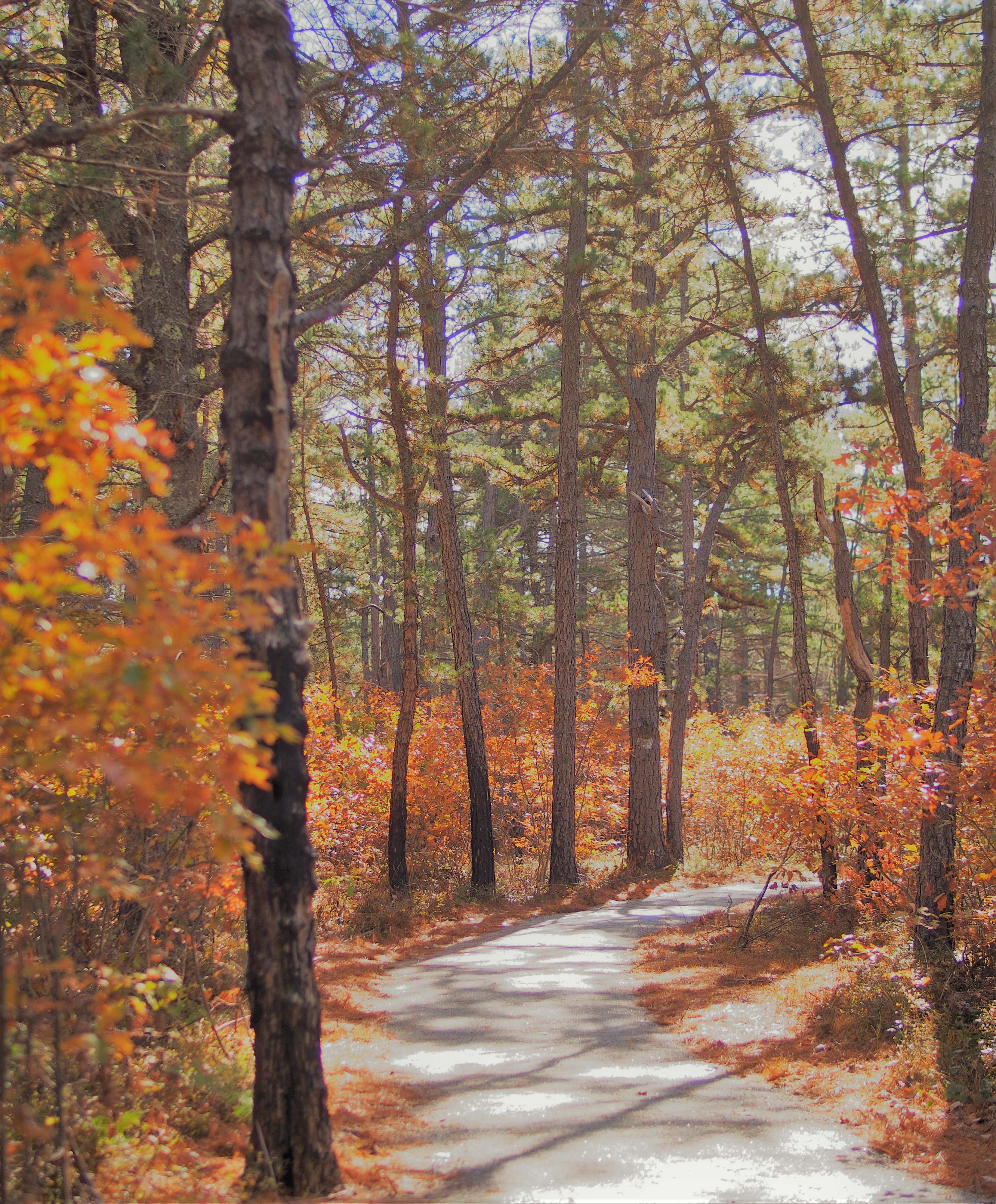 A path in the woods with fall colors.