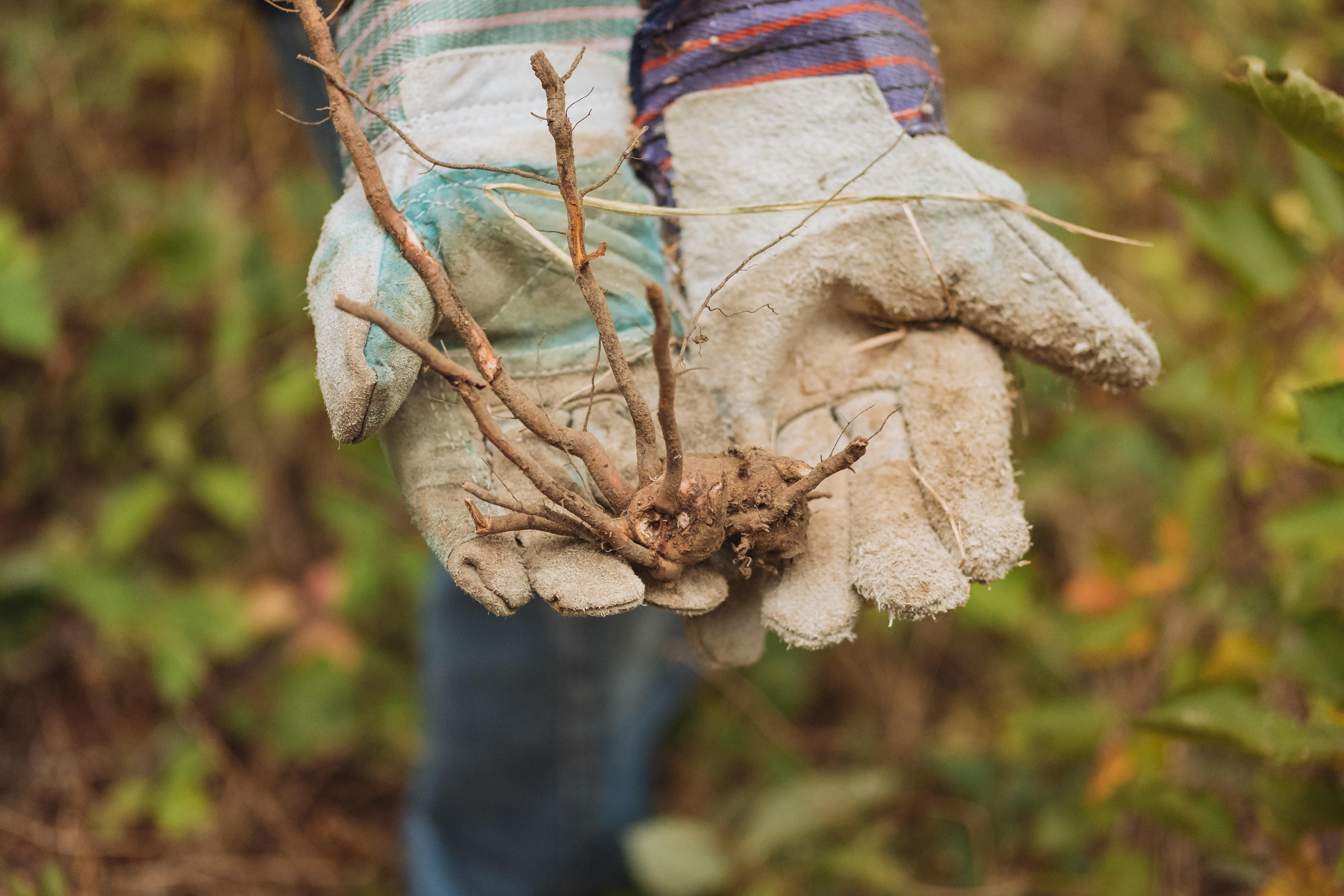 Volunteer holding root at Mt. Tabor, Oregon