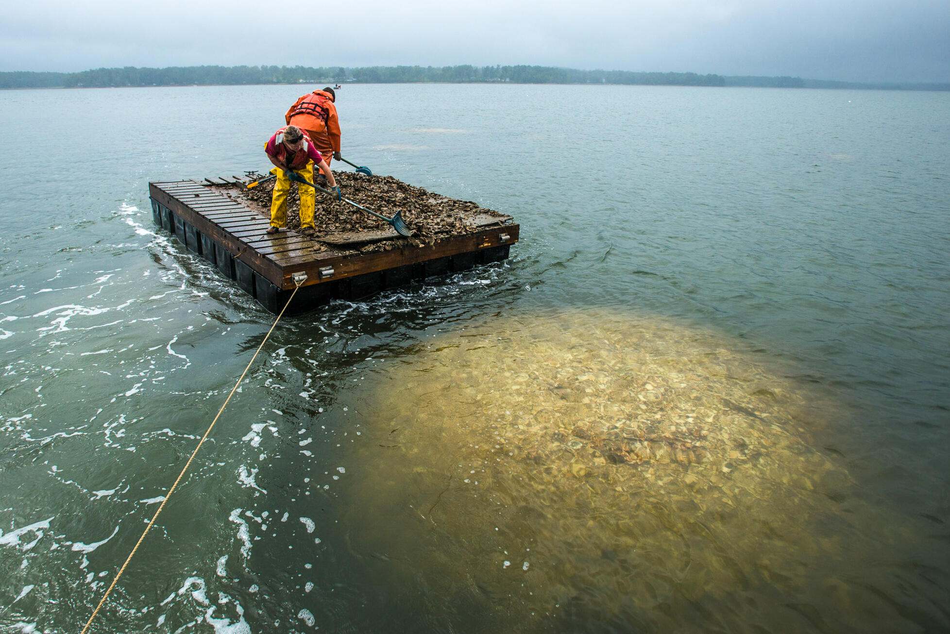 An oyster reef visible under the water.