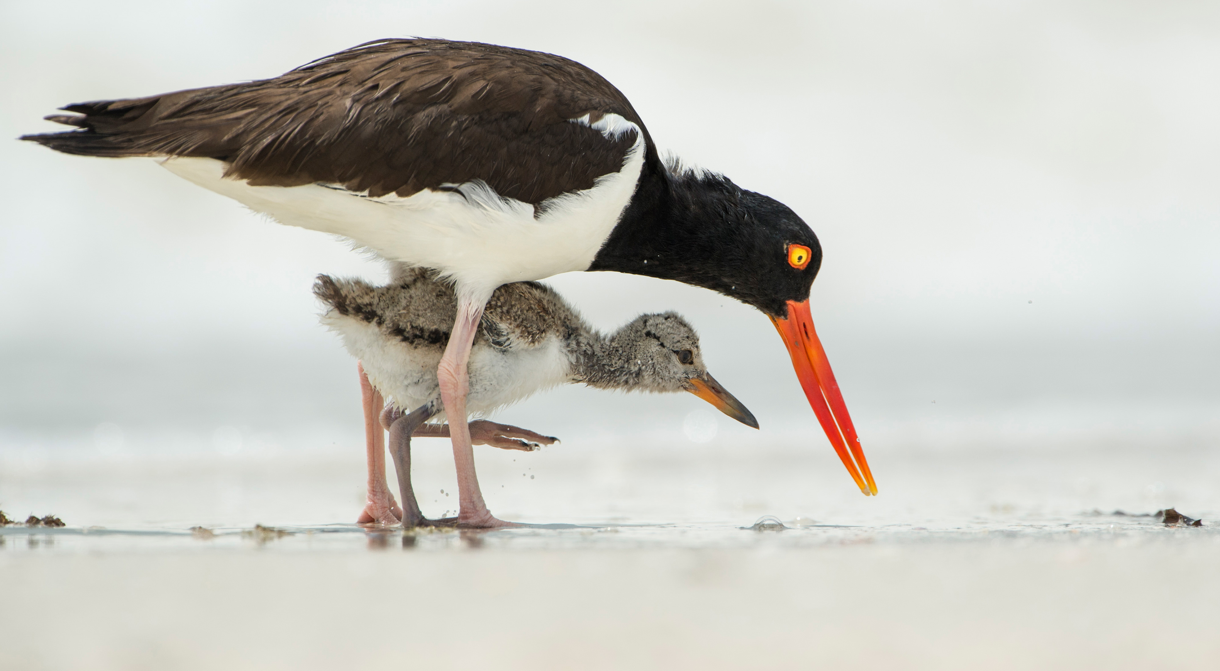 An adult oystercatcher and its chick stand ankle-deep in water and poke at the surface.