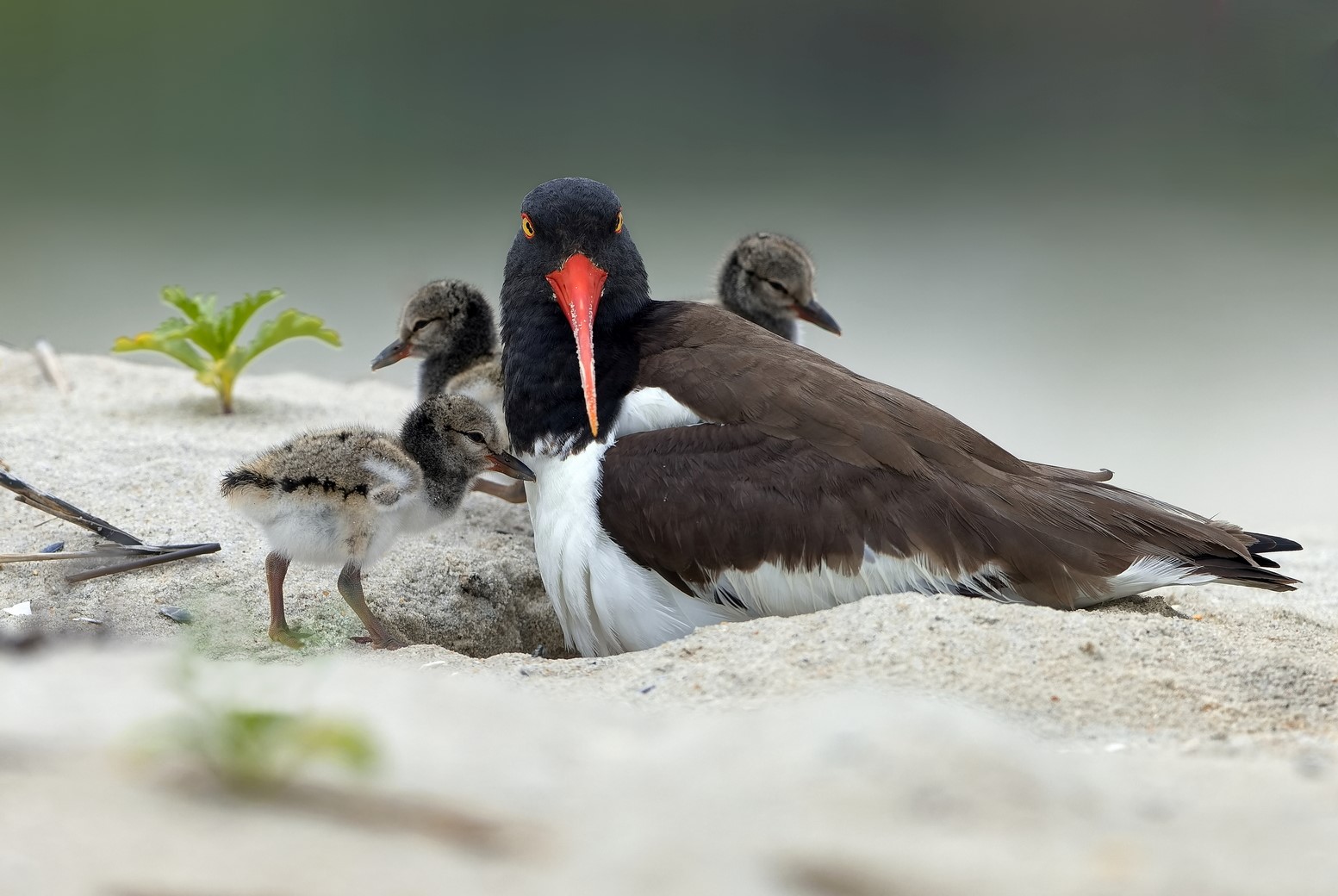 Oystercatcher with chicks on a sandy shore.