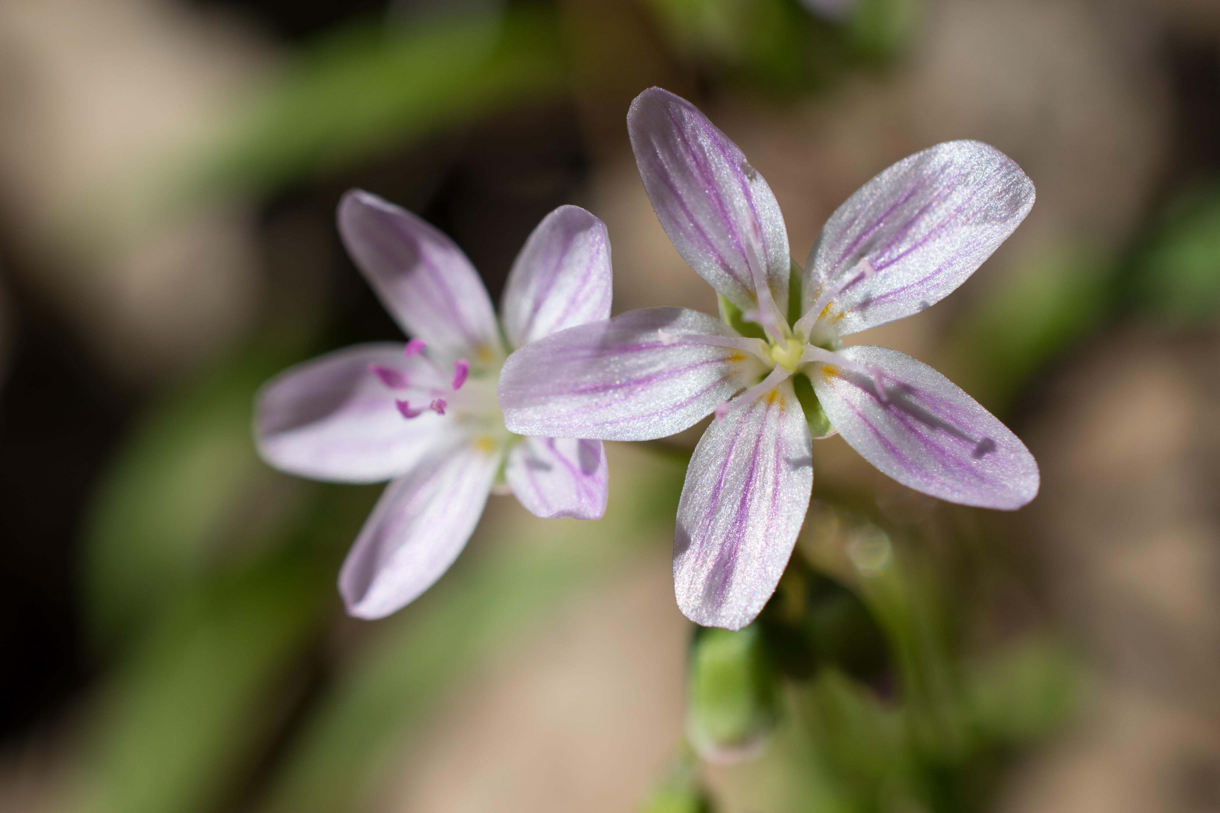 Purple and white flowers emerge along a forest floor.