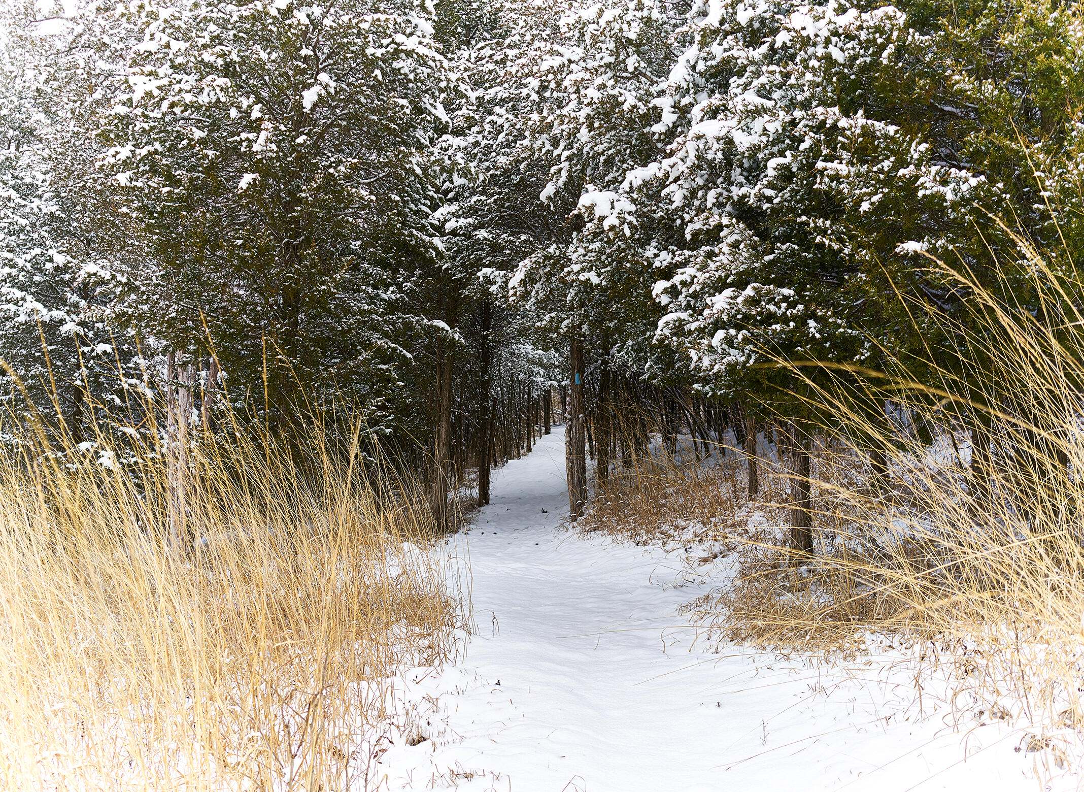 Hiking trail covered in snow.