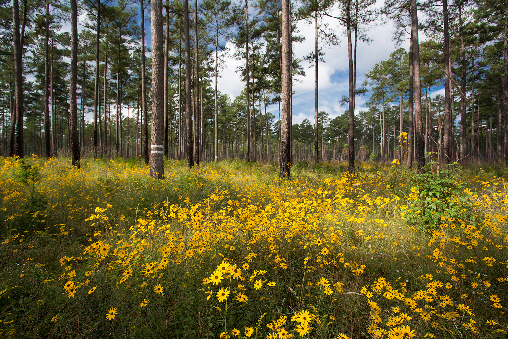 Yellow flowers decorate the tops of green grass with longleaf pine standing tall within the flowers.