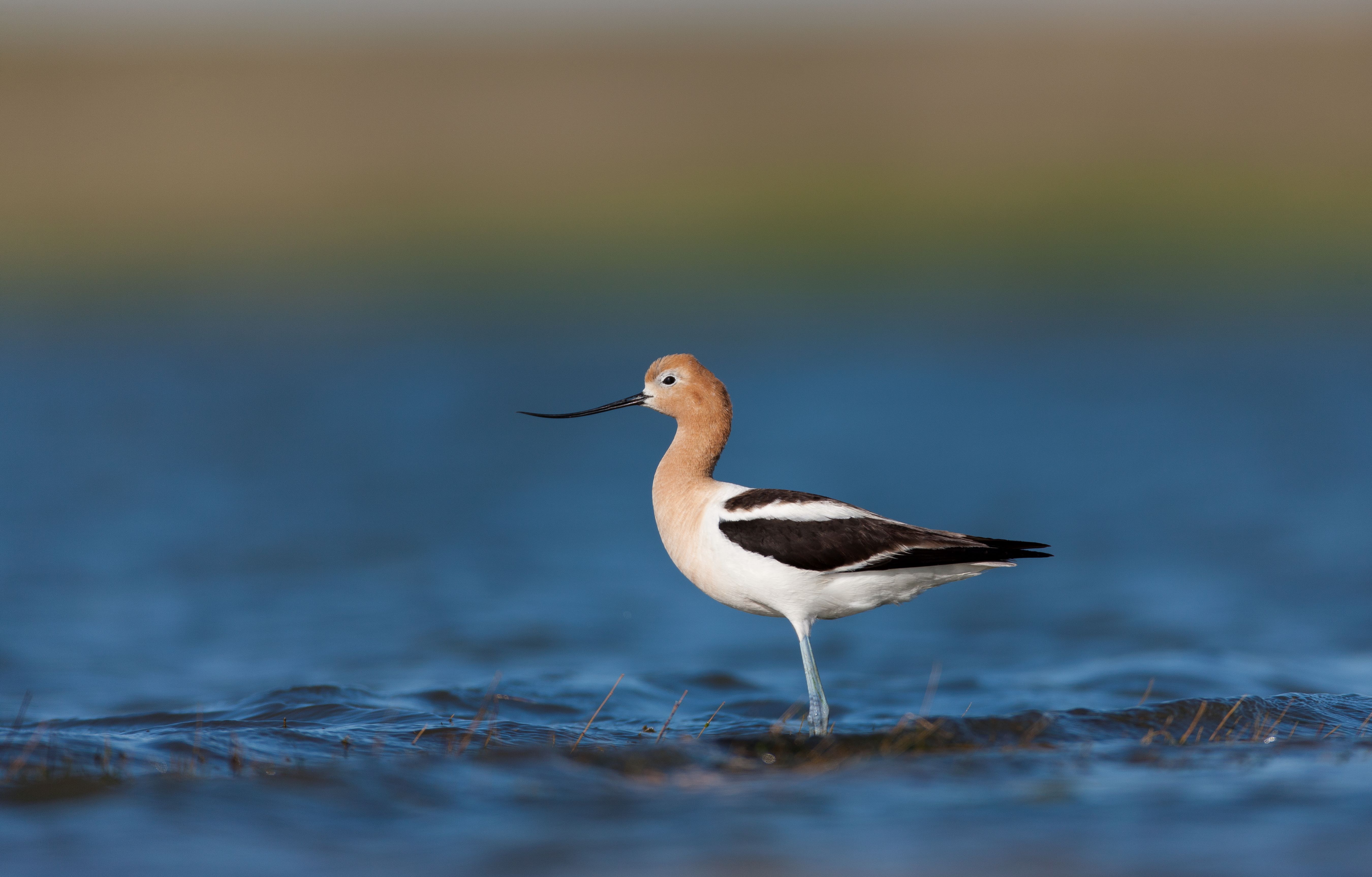 A black and white bird, with a brown neck and head, has a long black beak.