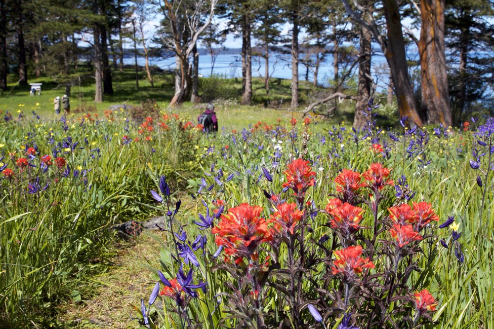 A path lined with wildflowers leads to water.