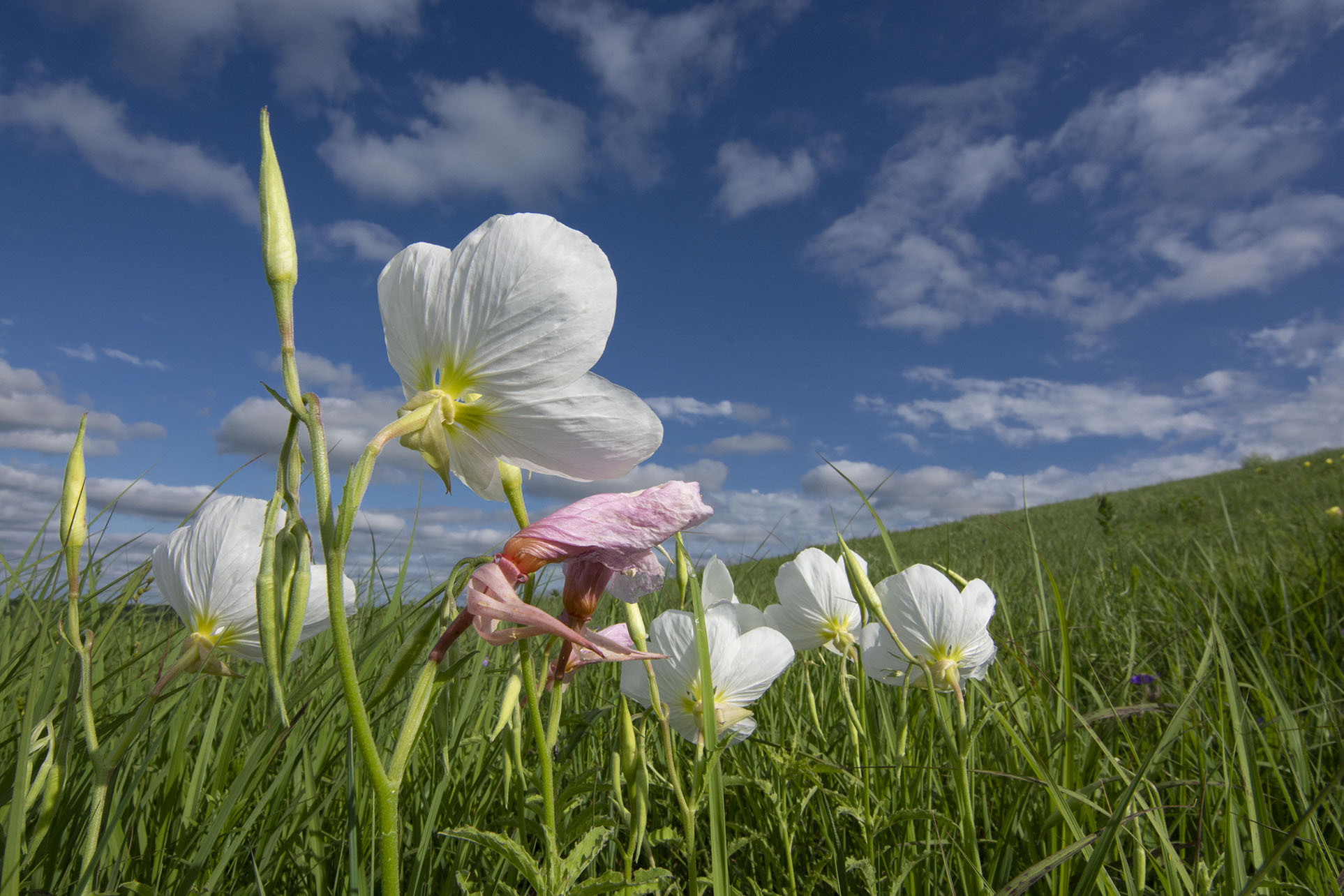 Close up of white primrose flowers in a prairie.