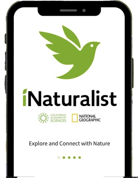 A phone with the iNaturalist app open on the screen.