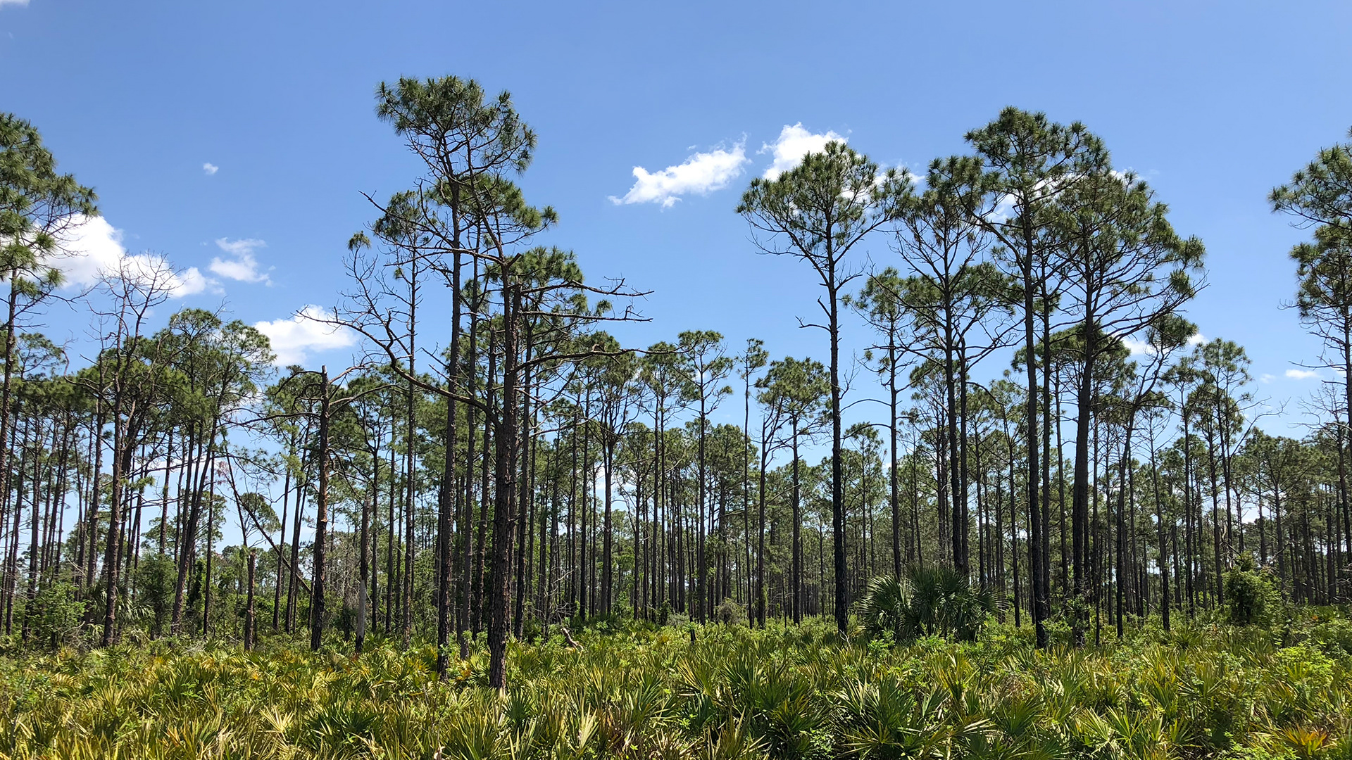 Pine flatwoods over a saw palmetto-wiregrass understory.