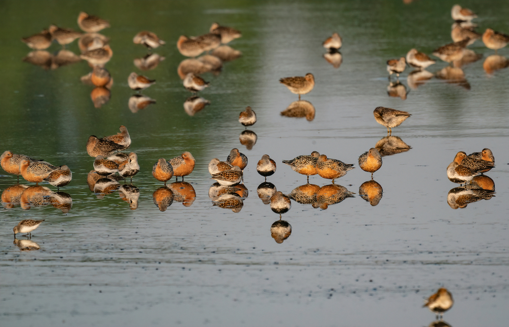 Several small brown and red birds wade in shallow water.